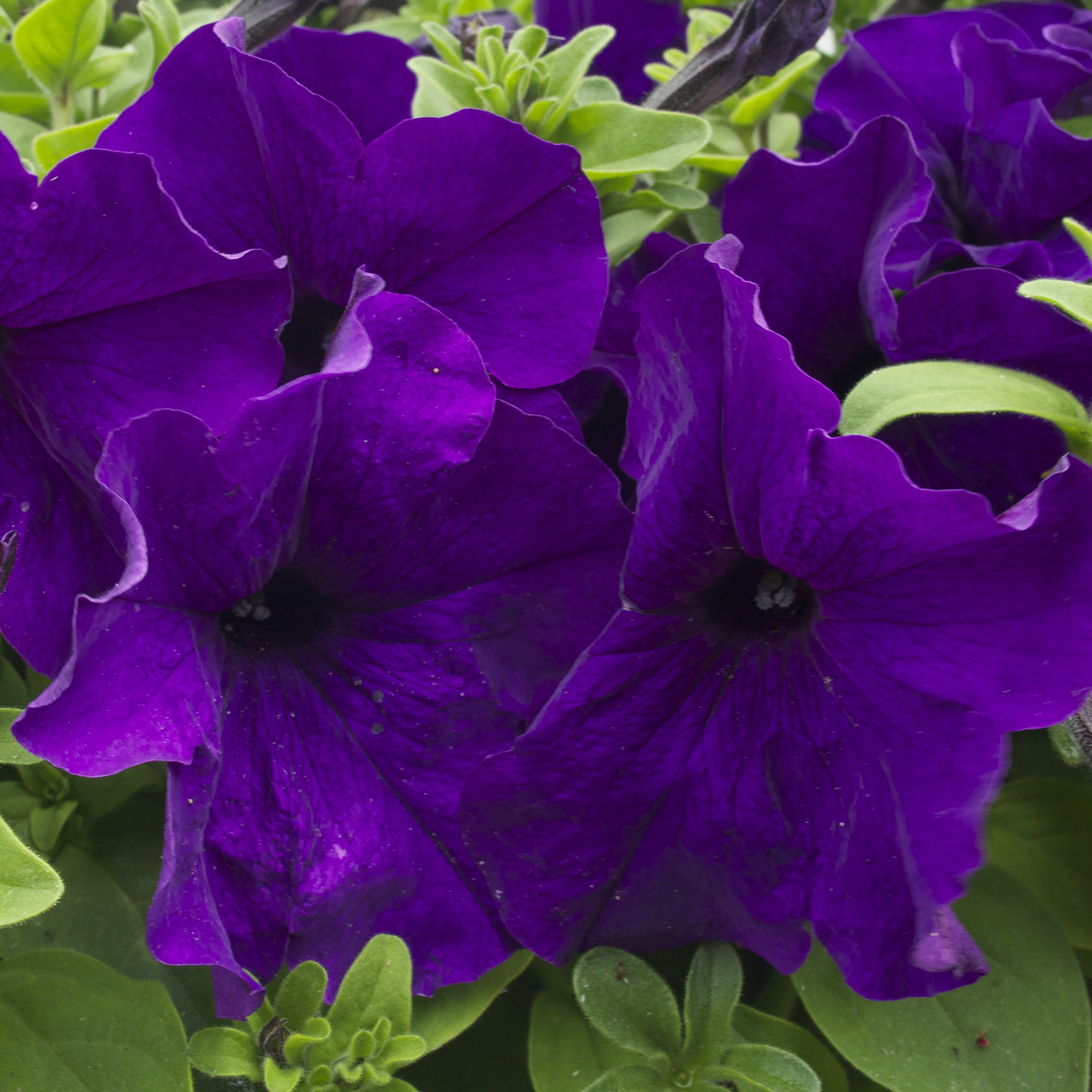 Biocarve Petunia nana compacta Royal Blue - Pack of 200 Seeds (B01ASWMMMI) Amazon Price History, Amazon Price Tracker