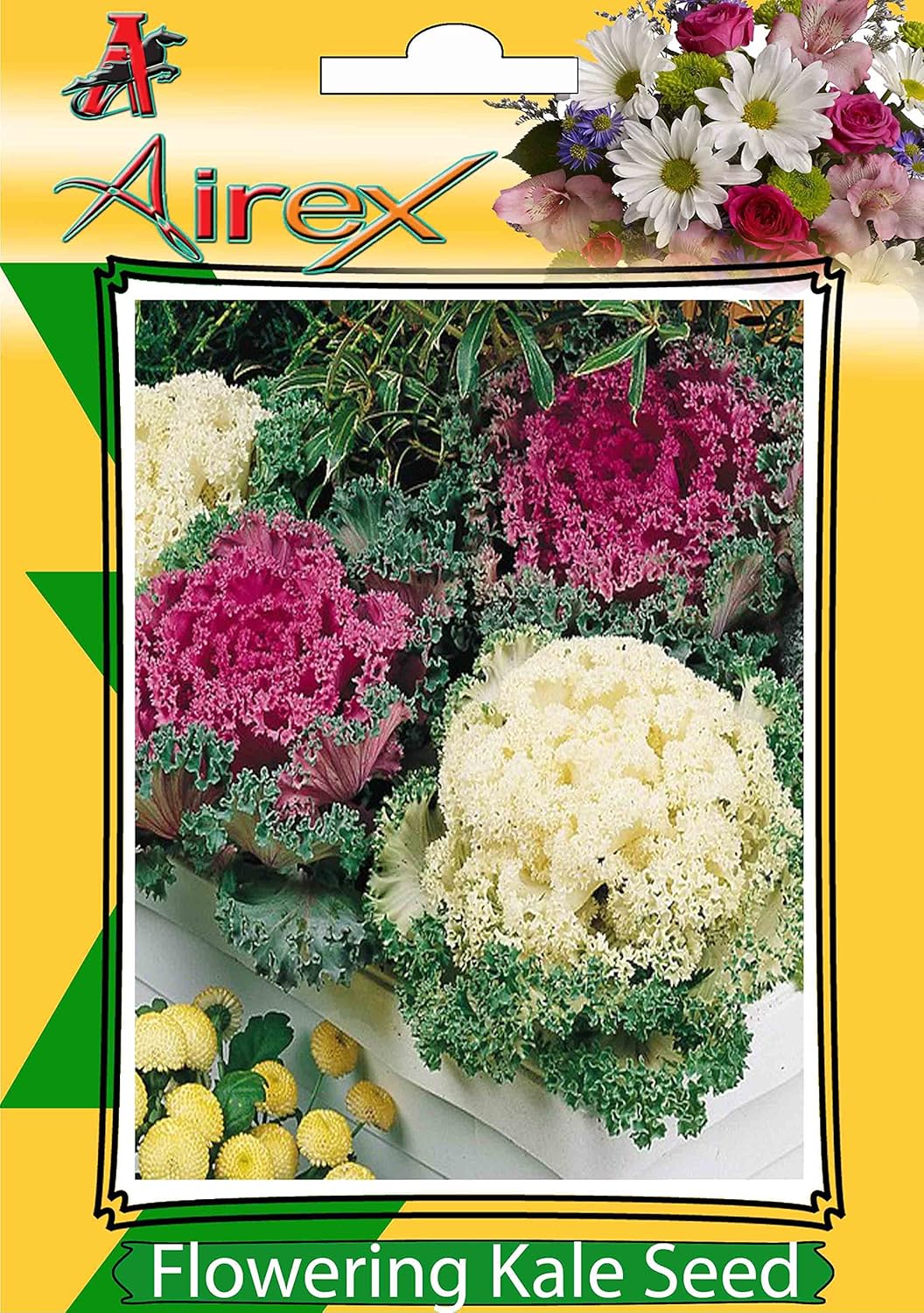 Airex Flowering Kale Flower Seeds (Pack Of 20 Seeds Per Packet) Amazon.in Garden & Outdoors