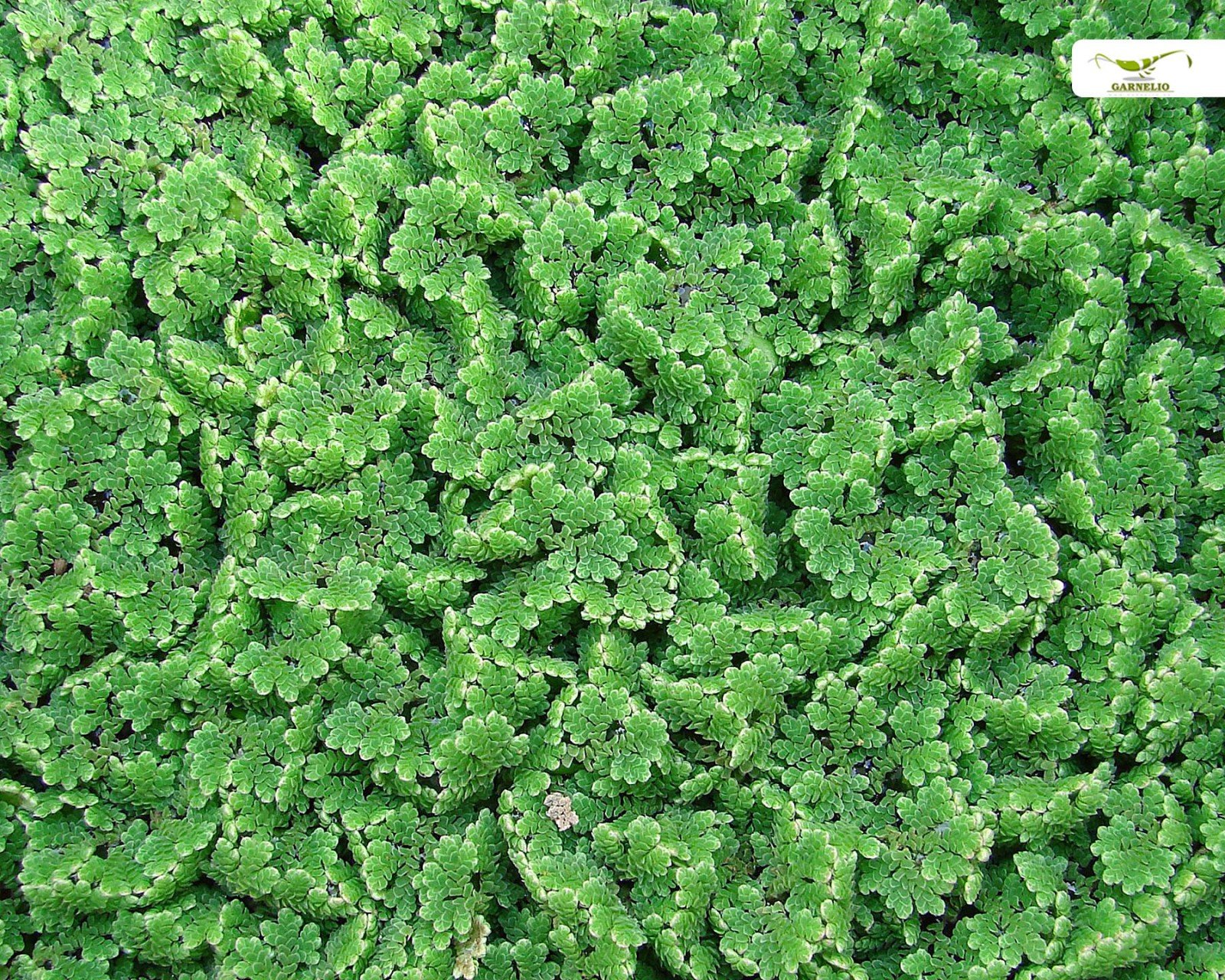 Plante flottante pour bassins et aquariums rustiques - Azolla filiculoides - Garnelio Portion