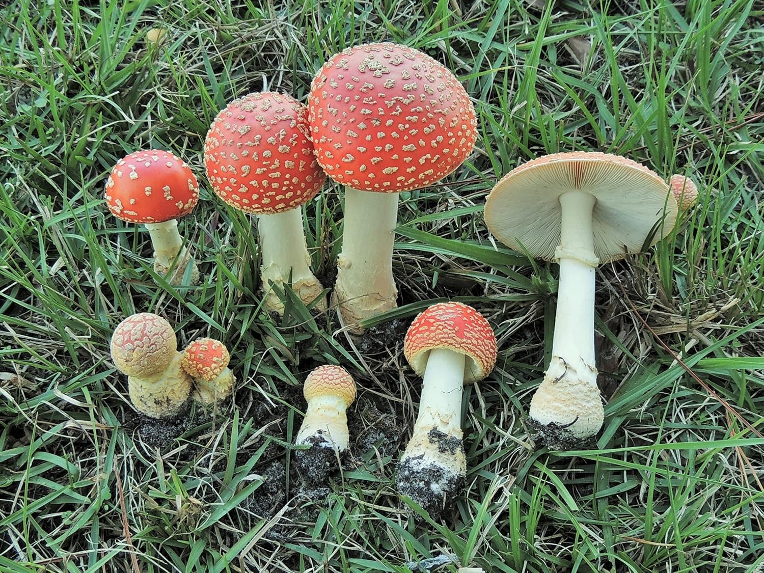 A Field Guide to the Mushrooms of Georgia (Wormsloe Foundation Nature Books)