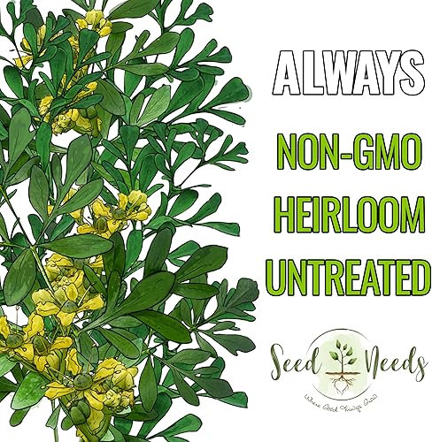 Miniatura 5 de Seed Needs Semillas de Rúe para Plantar Hierbas Medicinales - Semillas Perennes Autóctonas No Transgénicas y Sin Tratar para Cultivar un Jardín