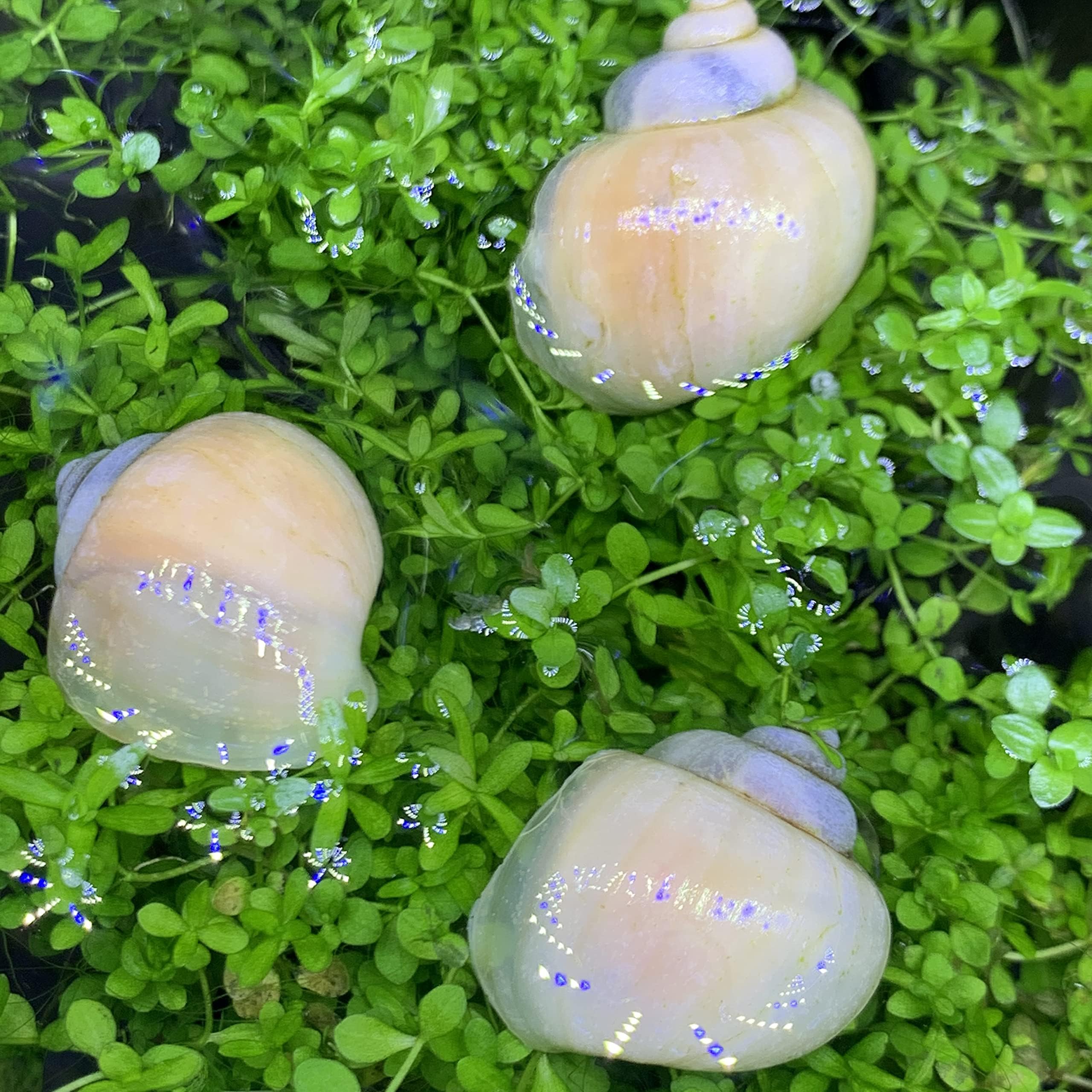 Ivory Mystery Snails x3 (Pomacea Bridgesii) Live Freshwater Snail - Plants