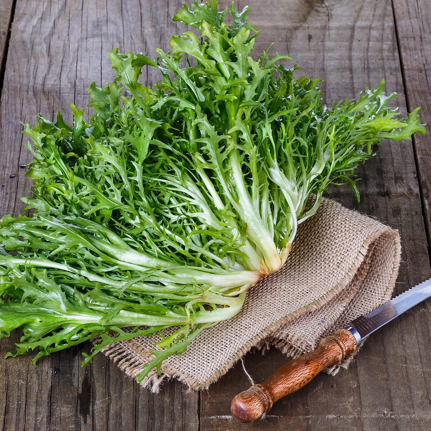 Endive Seeds - Tres Fine - 1 Lb ~179,200 Seeds - Cichorium endivia - Farm & Garden Vegetable Gardening & Microgreens Seed - Non-GMO, Heirloom, Open Pollinated, Annual