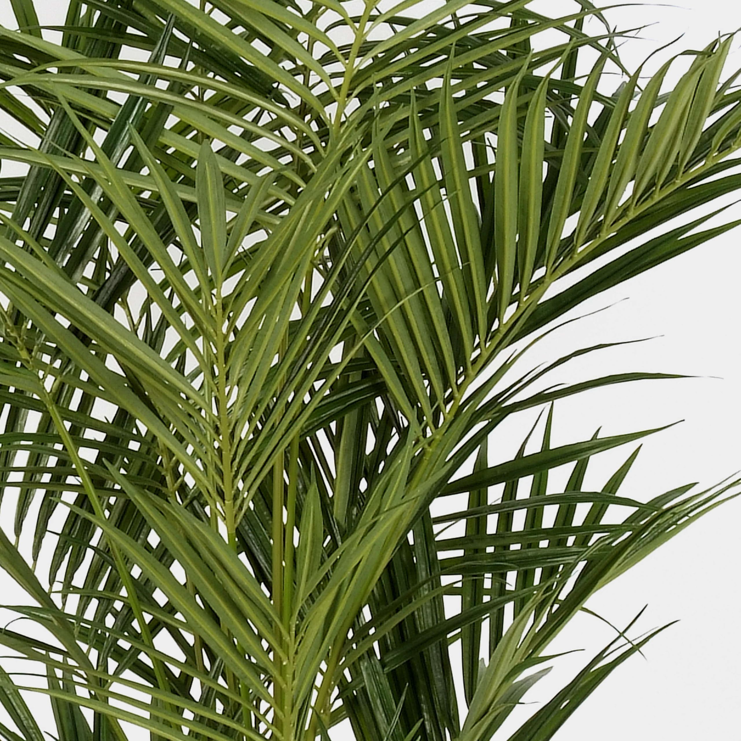 monstera deliciosa weie flecken Monstera Deliciosa Variegata  Foliage Dreams