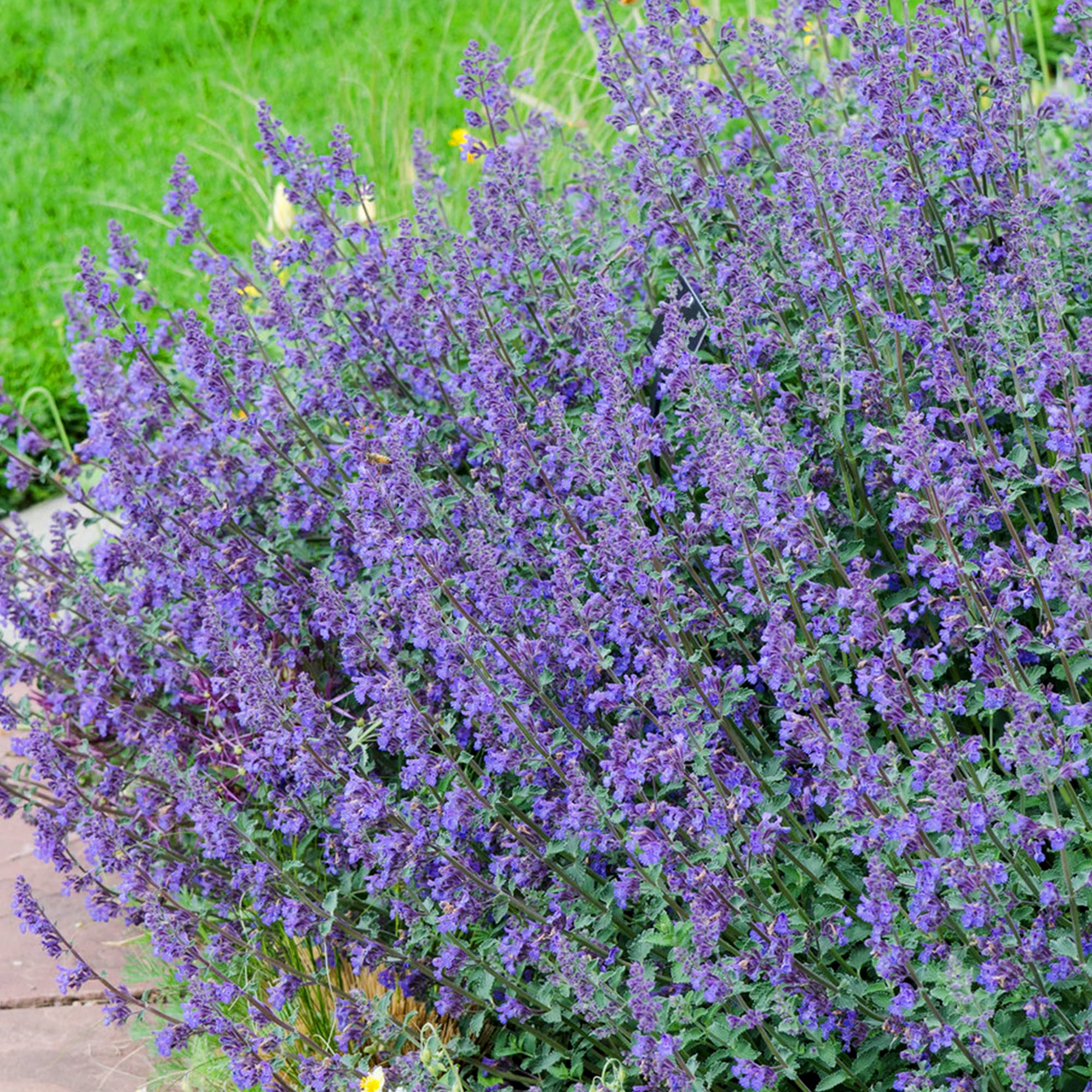 Nepeta Six Hills Giant - Blue Flowering Catmint - Perennial Outdoor Garden Plant (9cm Pot, 10-20cm)