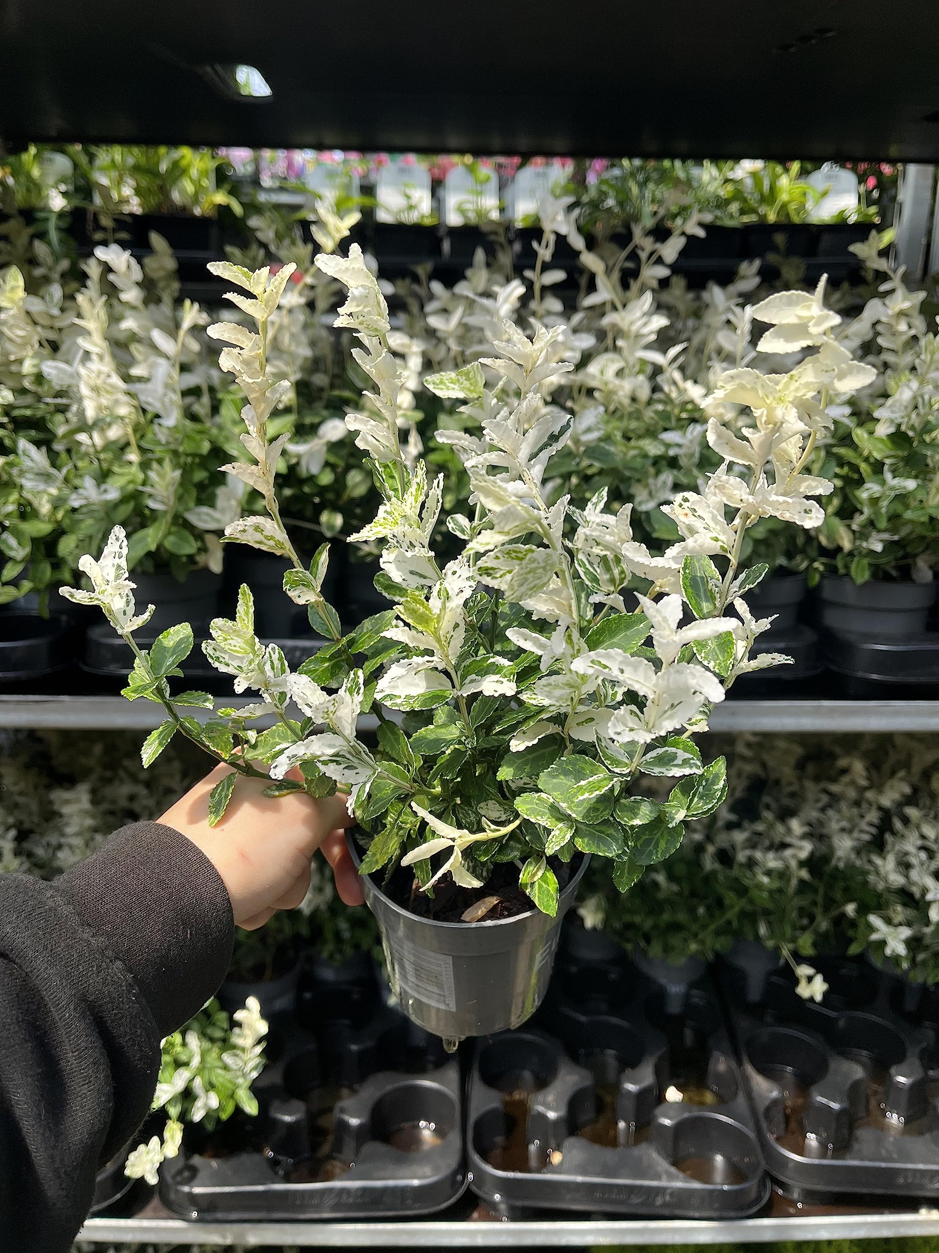 Euonymus Harlequin | Hardy Evergreen Shrub | Low Growing | Supplied in a 9cm Pot