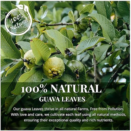 Miniatura 3 de Akshit Te Hojas De Guayaba secas orgánicas, té de hojas sueltas, cuidado de la piel, recrecimiento del cabello, sin OMG, sin cafeína, sin gluten,