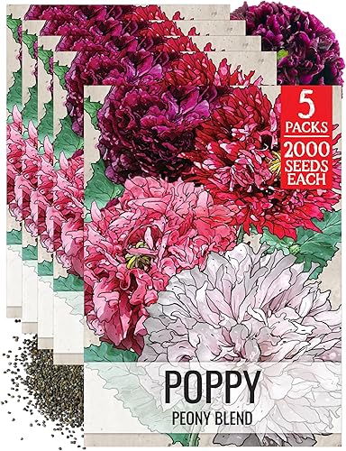 Miniatura 9 de Seed Needs Semillas mixtas de amapola de peonía para plantar, reliquia y polinizada abierta, mezcla colorida para plantar un jardín de mariposas al