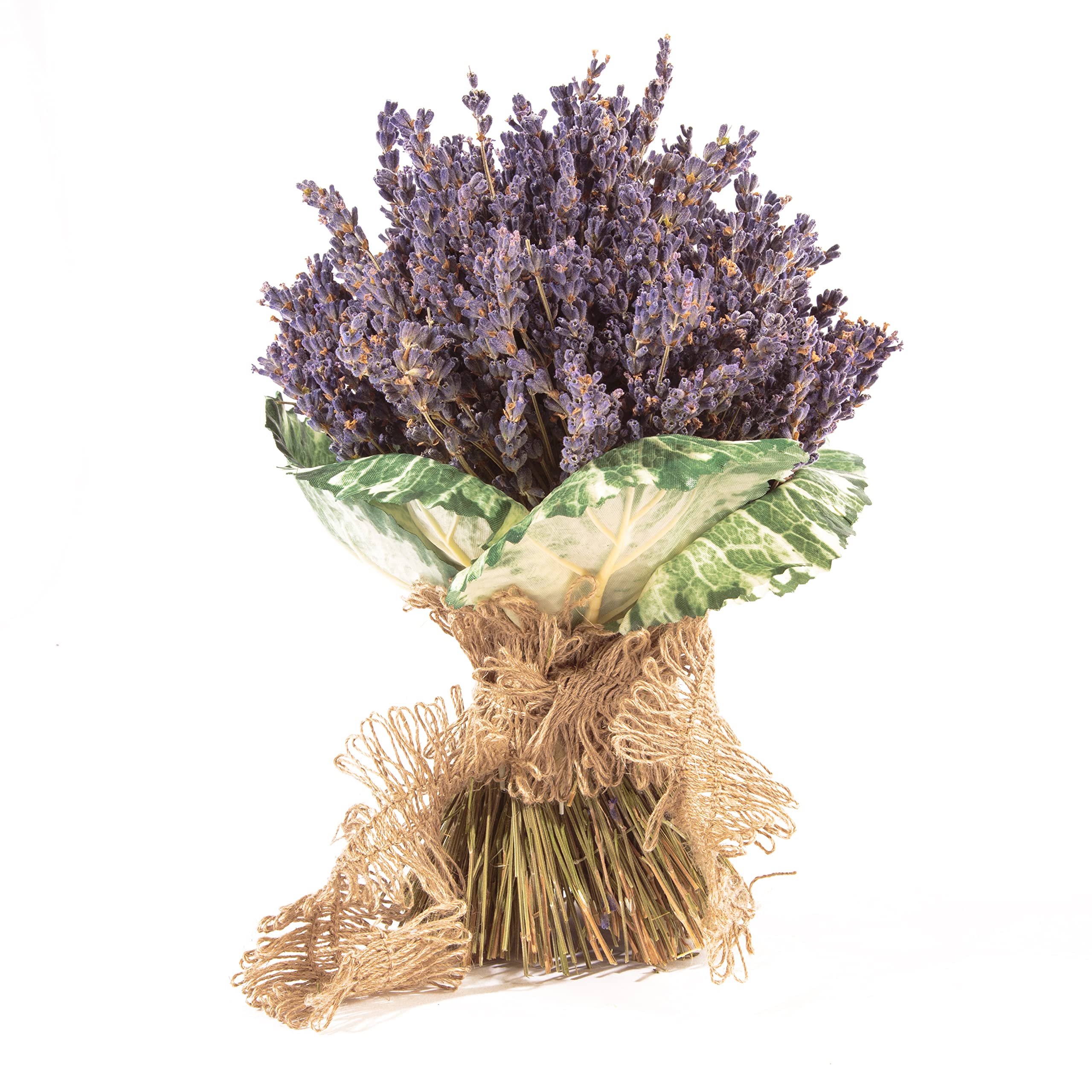 Getrockneter Lavendel aus der Provence Lavendelstrauß mit ca. 600 Stiele Trockenblumen Raumduft Deko Ernte August 2025
