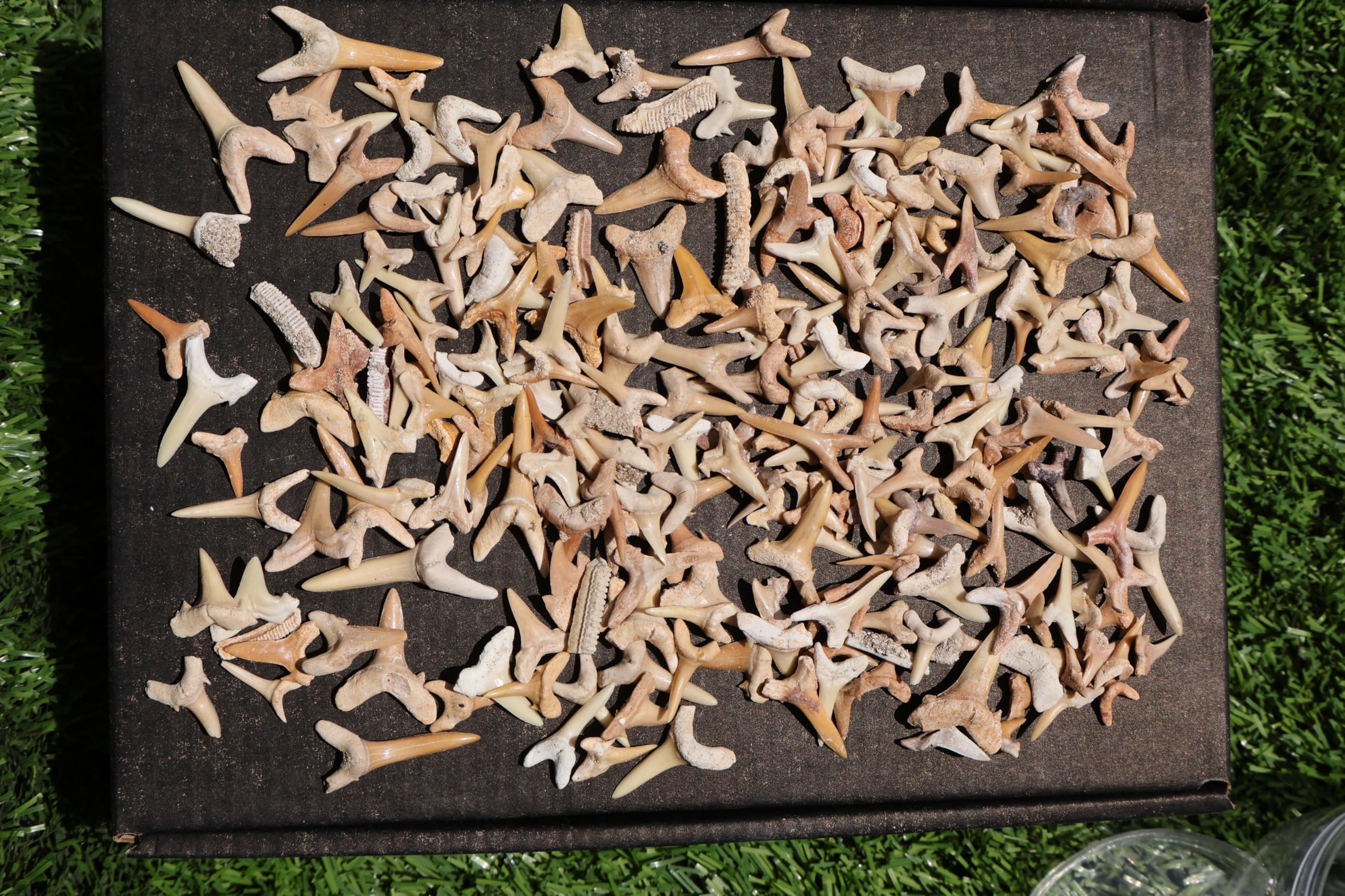 Great Collection of Shark Teeth Fossil Shark Teeth Fossils for Kids Fossils from Morocco A251