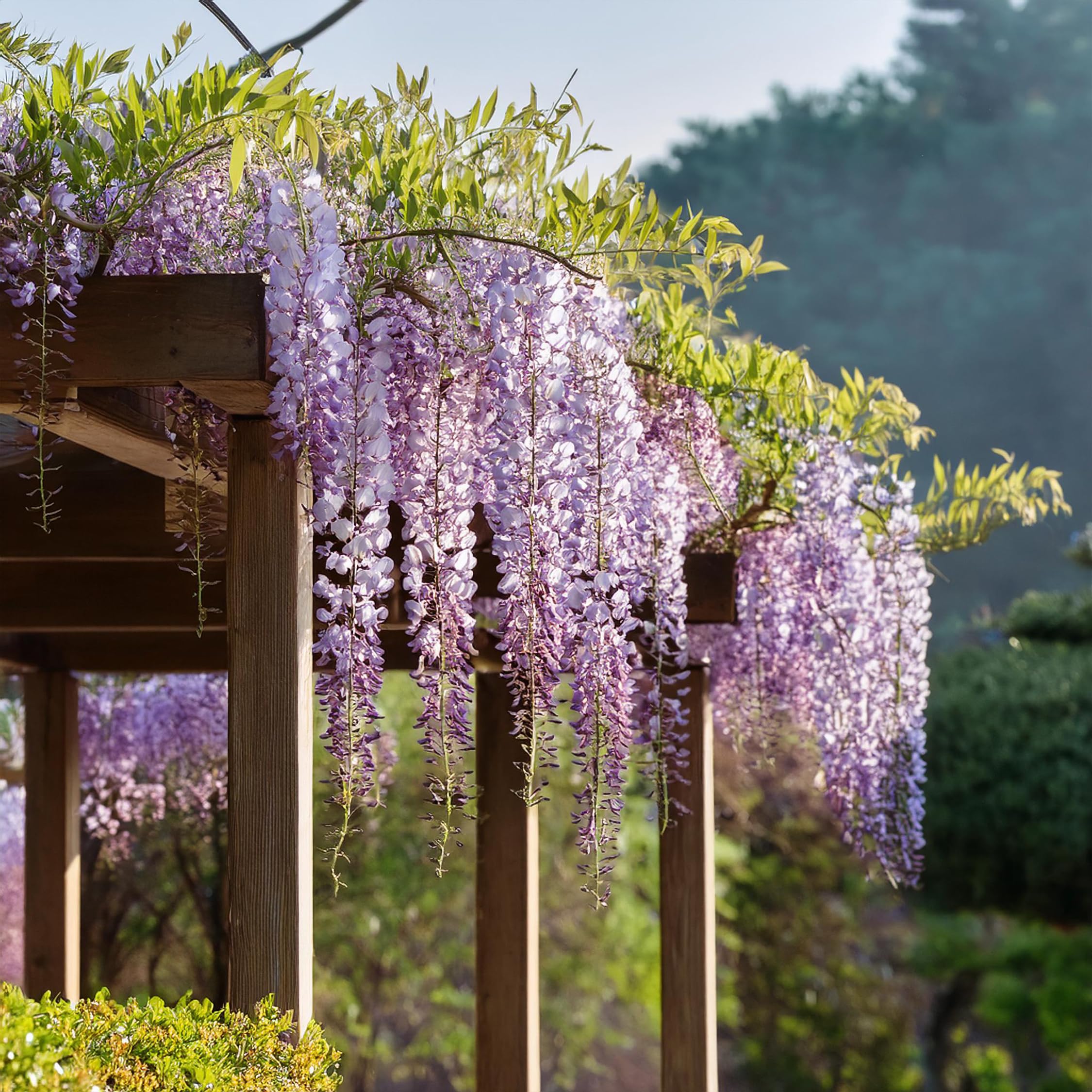 Plant in a Box - Wisteria sinensis - Wisteria glycine - Set de 3 - Pot 9cm - Hauteur 25-40cm
