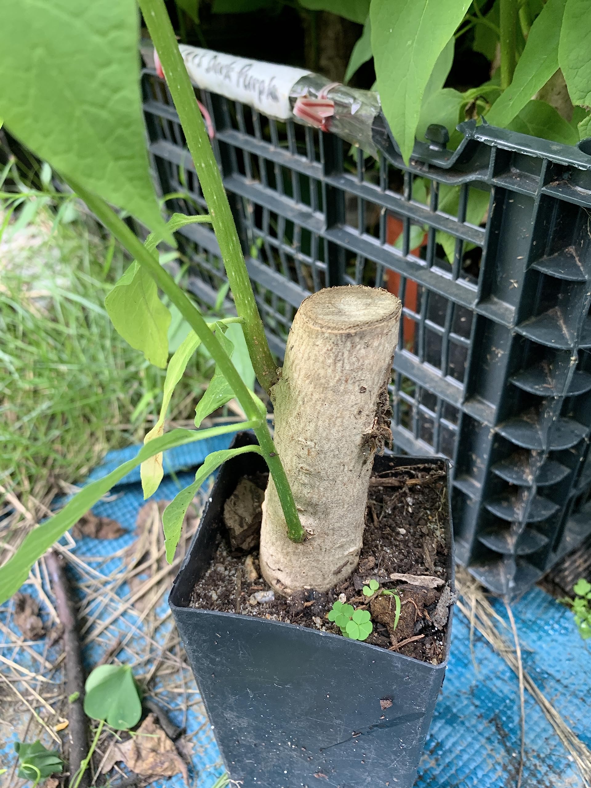 Amazon.com : Catalpa speciosa, 2-3 Year Old Stubby Bonsai,Northern Catalpa,  Cigar Tree : Patio, Lawn & Garden