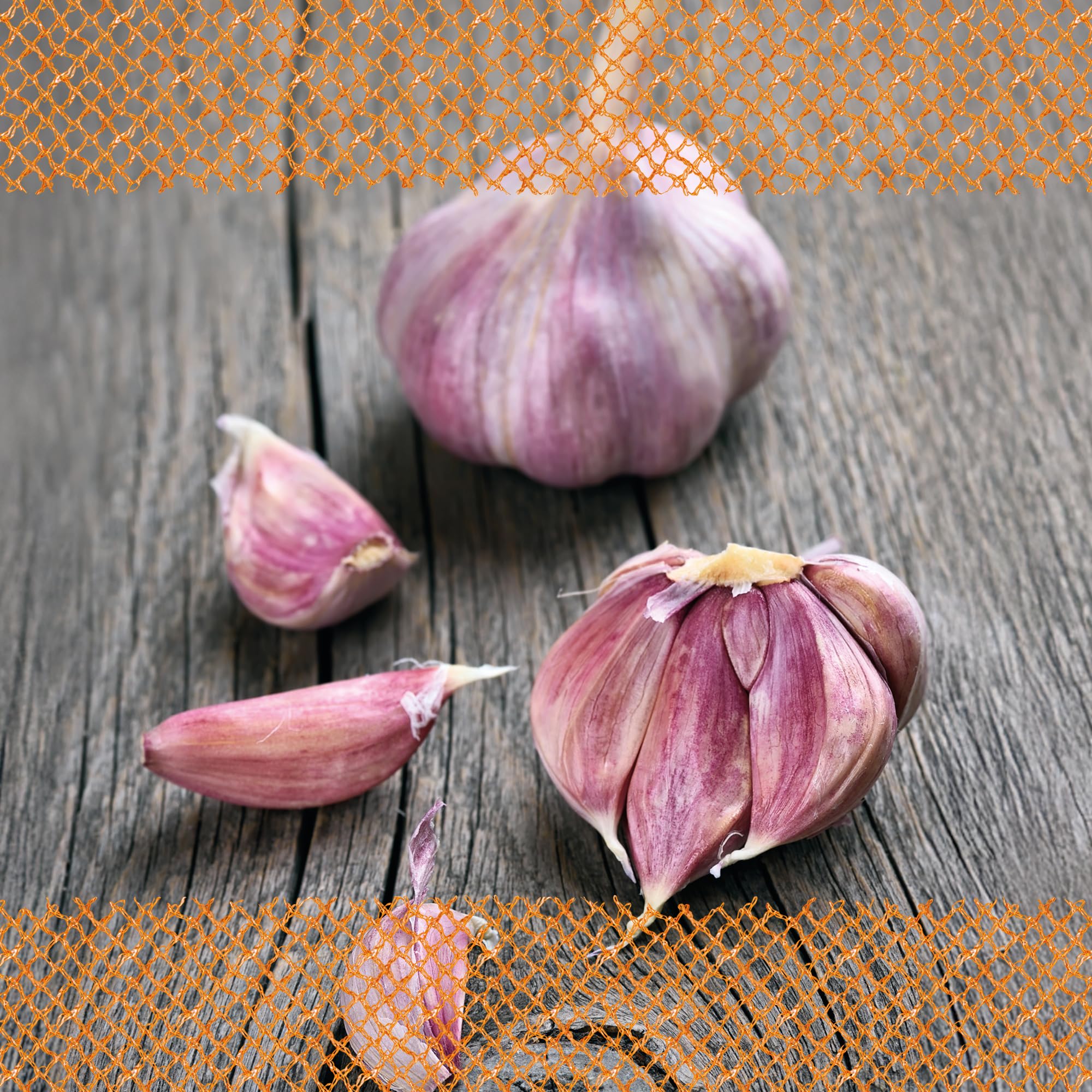 FLORTUS 2000-2459 Winterpflanzknoblauch Garpek (Pflanzknoblauch)