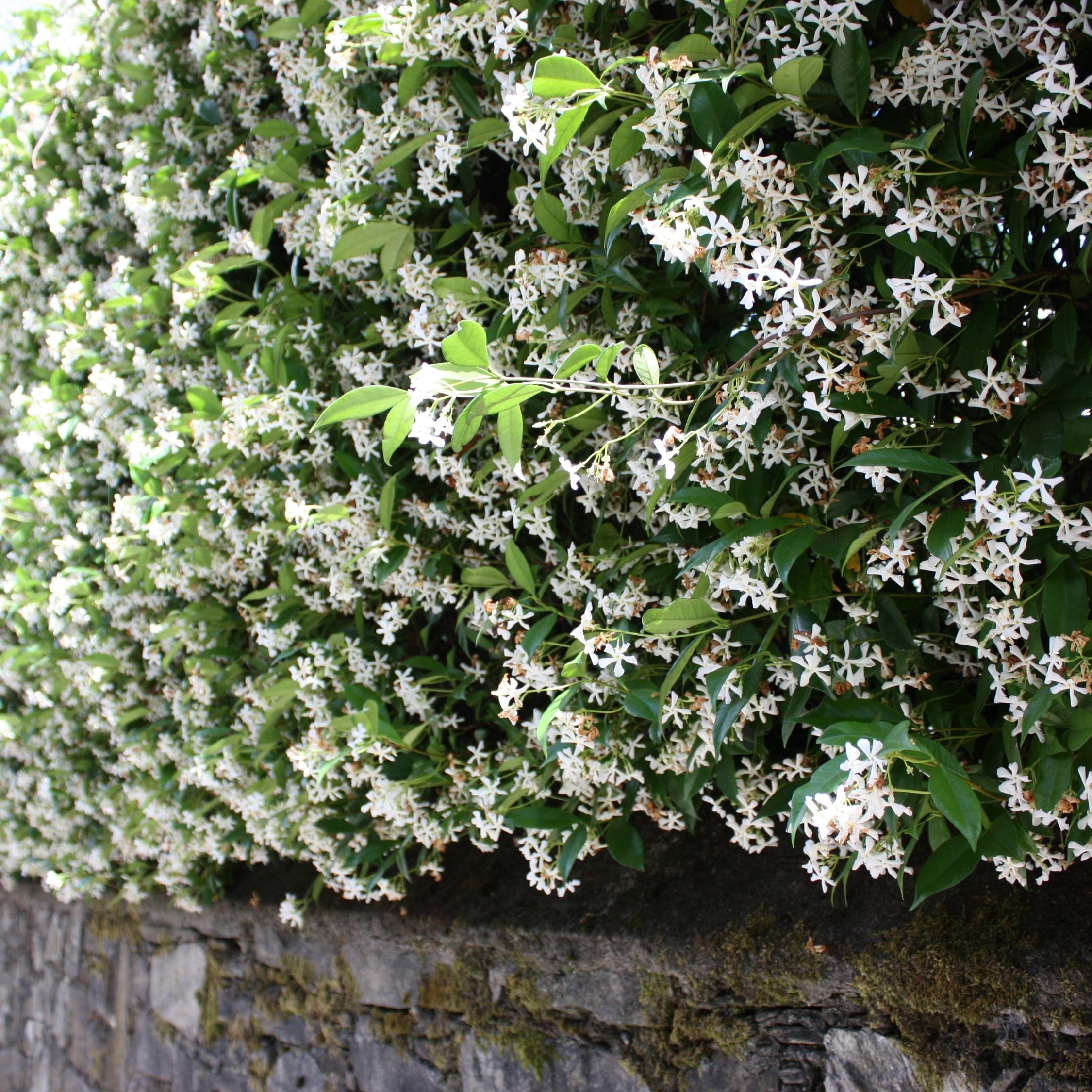 Trachelospermum jasminoides Set de 6 Jasmin plante étoile grimpant Fleurs blanc Pot 9cm Hauteur 25-40cm