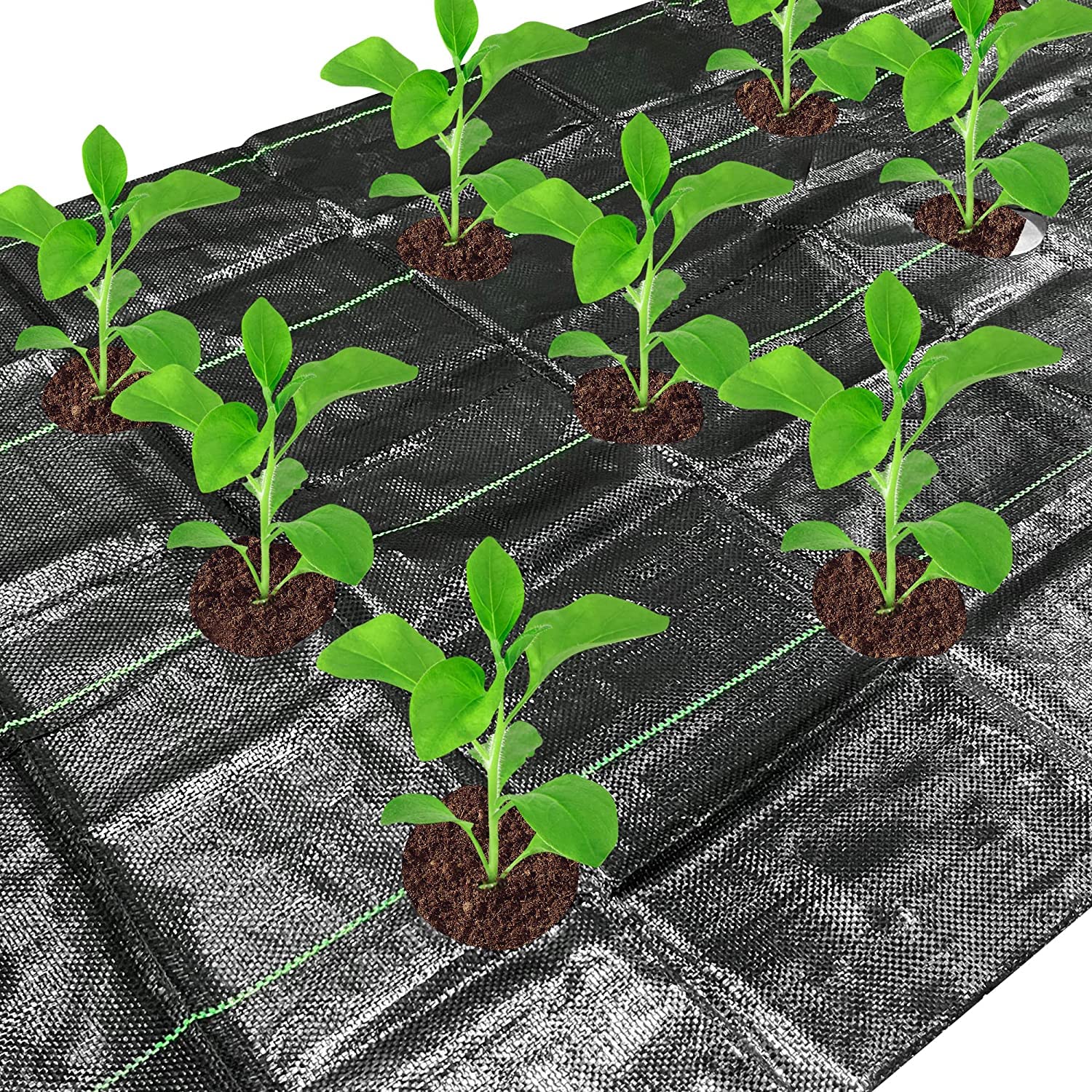 Buy 1x10M Weed Control Membrane with Holes, Weed Barrier, Landscape