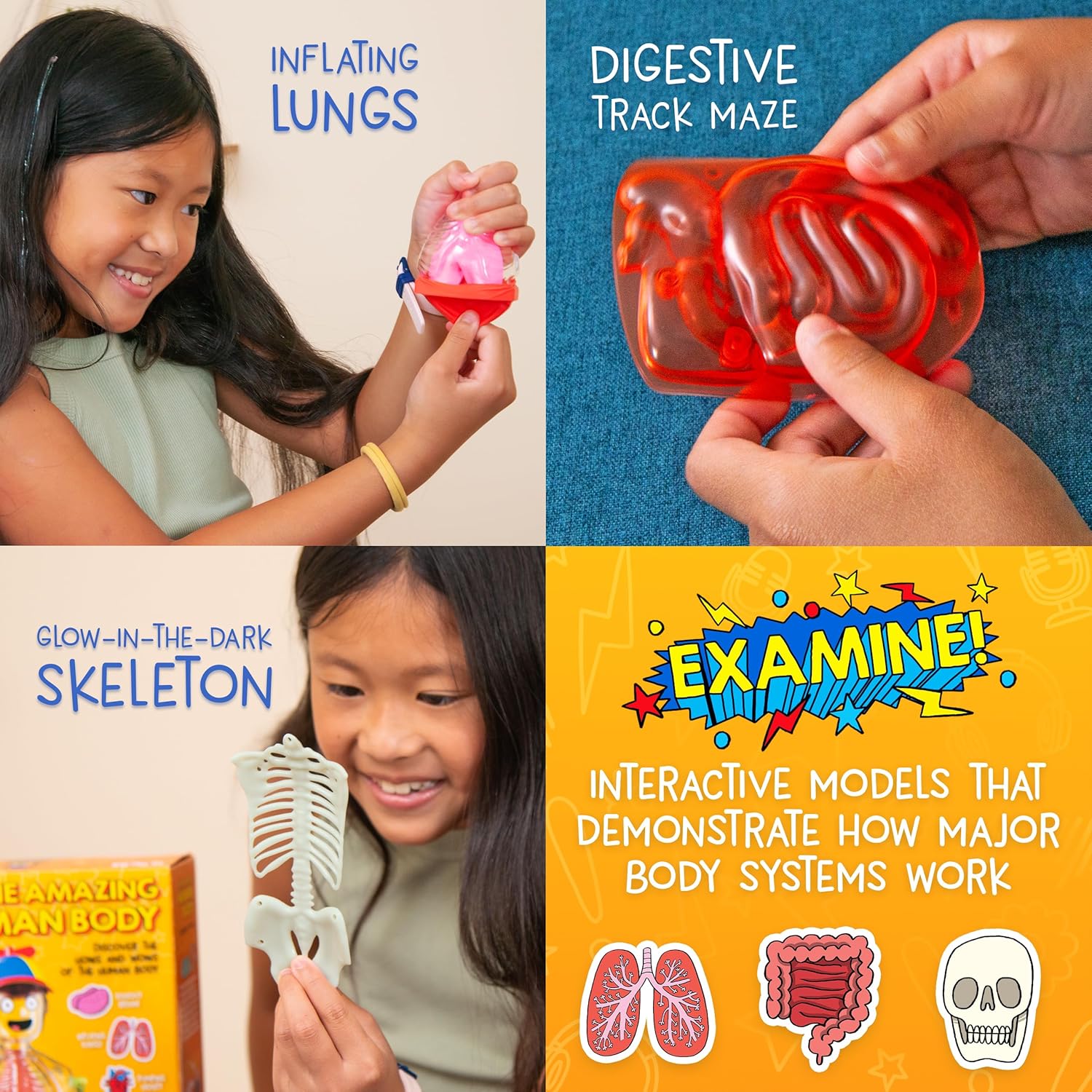 Wow in The World The Amazing Human Body Kit by Thames & Kosmos, Interactive Mechanical Anatomy Model w/Pumping Heart, Lungs, Digestive Tract, Glow-in-The-Dark Bones, Brain & More, Science for Ages 4+