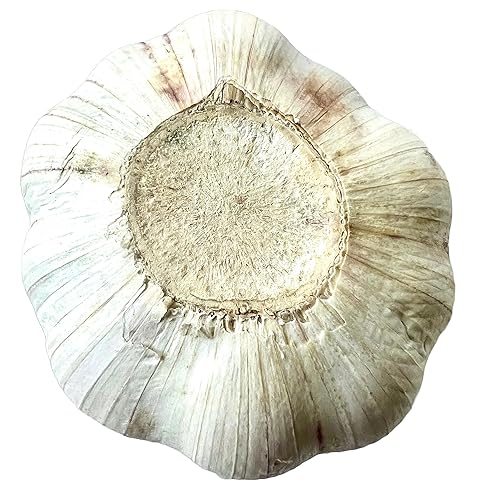 Miniatura 2 de Fresh Himalayas Bulbos enteros de ajo natural (nuestro Zade Elaphant no es un gran tamaño de ajo de oreja de elefante) Ajo fresco de 3 bulbos para