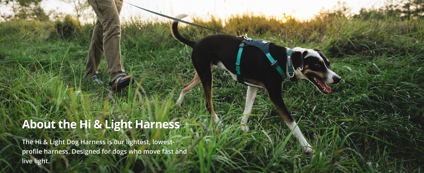 Amazon.com: Ruffwear, Hi & Light, Everyday Lightweight Dog Harness
