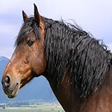 Race Mode to test your memory Top 20 Horse Breeds
