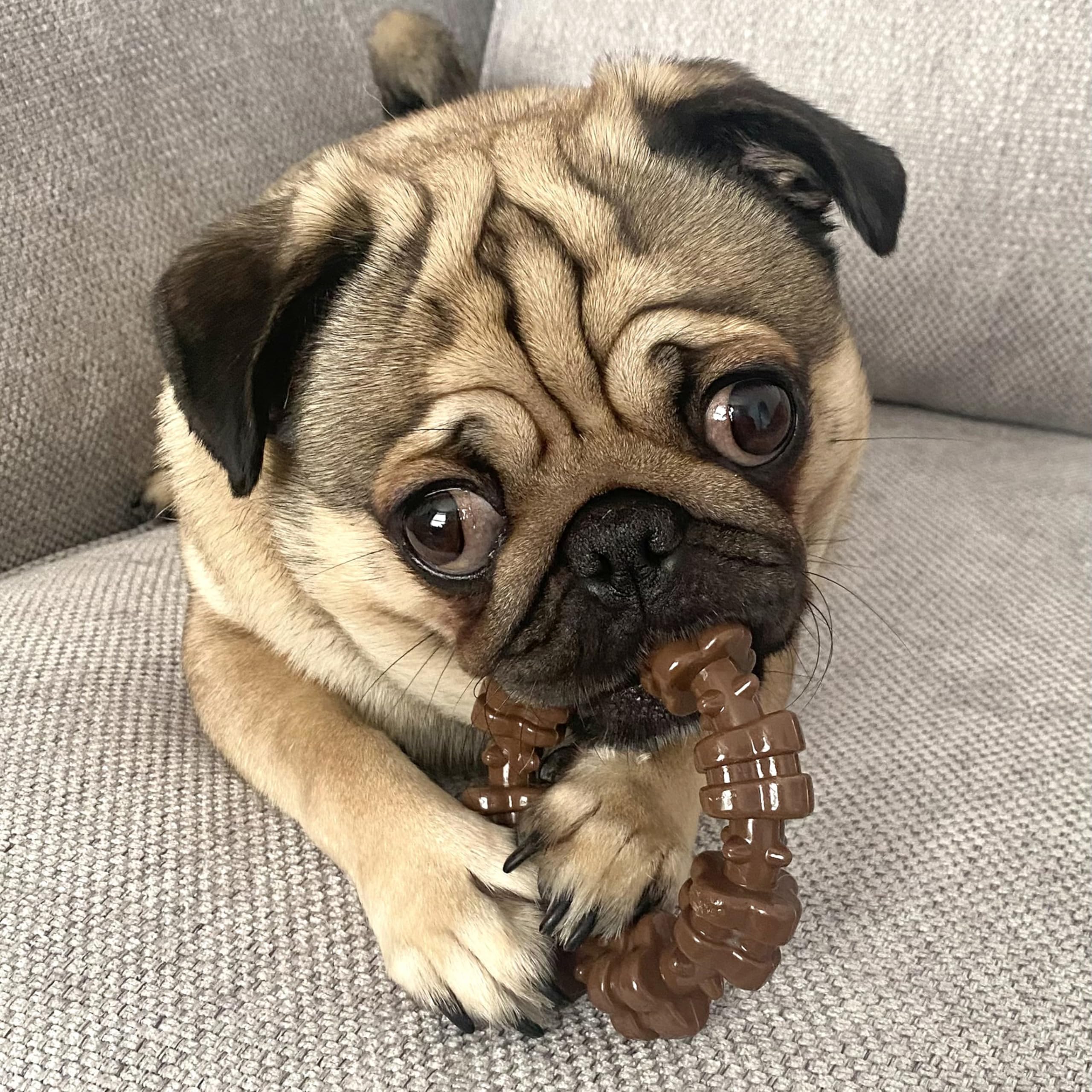 Nylabone Strukturiertes Ring-Power-Kauspielzeug für kleine Hunde, Robustes Hundespielzeug, langlebiges Design für Aggressive Kauer, bestes Hundespielzeug, Langeweile, Geschmacksmedley, klein – bis zu