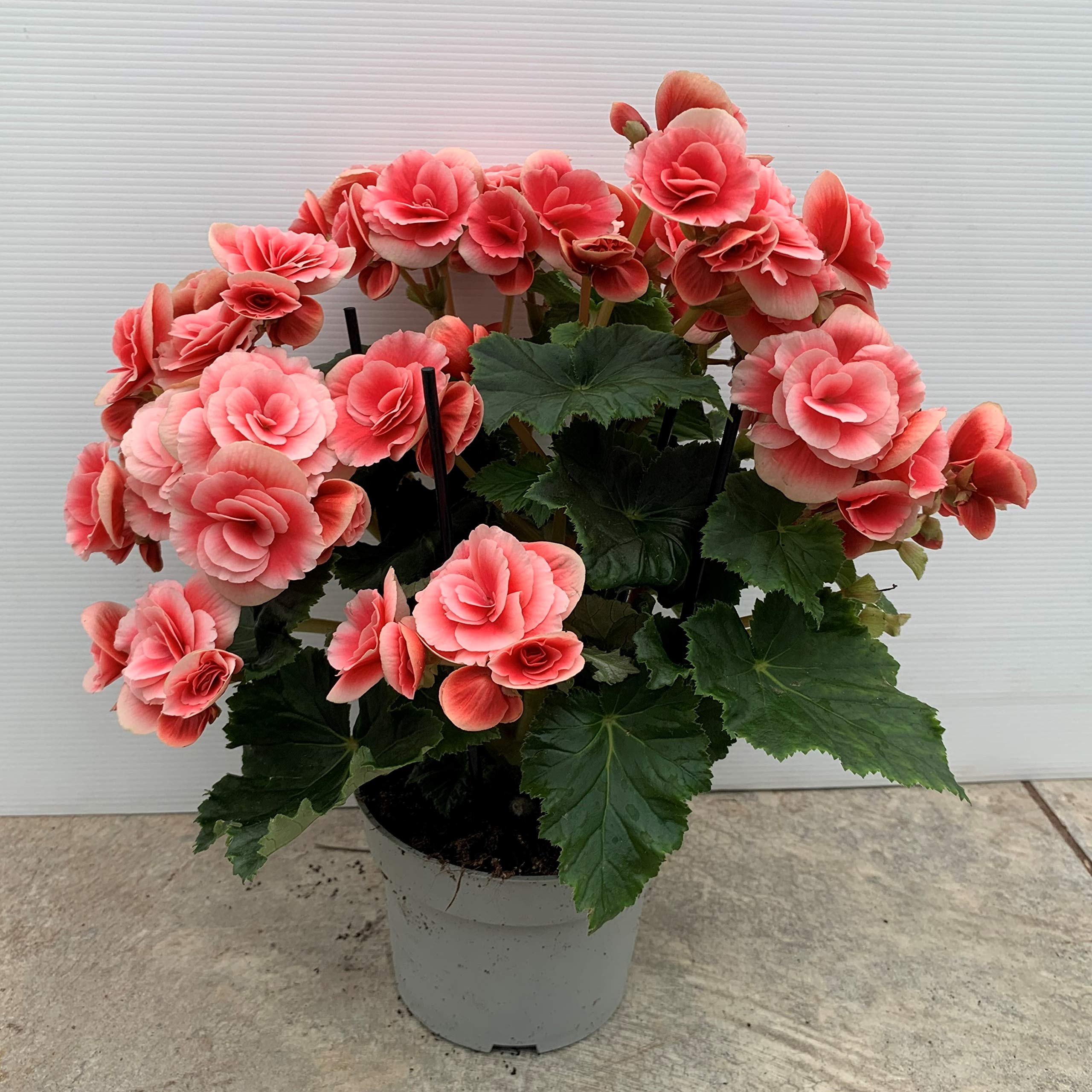 Begonia eliator - PACK 2 unidades - maceta 13cm - altura total aprox. 30cm. - apta para interior y exterior - planta viva - (envíos solo a península)