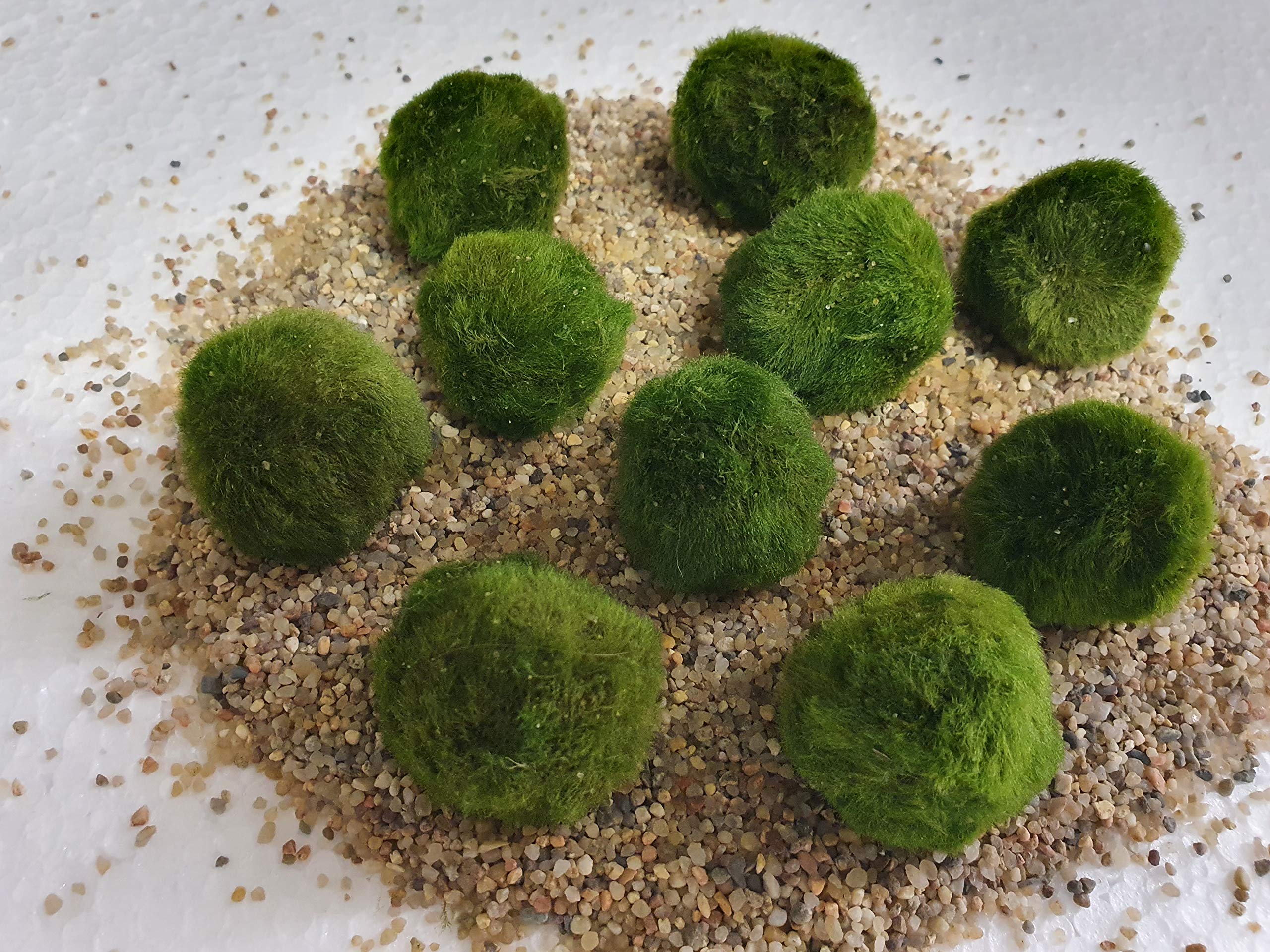Aquatic Arts Lot de 10 boules de mousse Marimo pour plantes aquatiques Env. 3 cm