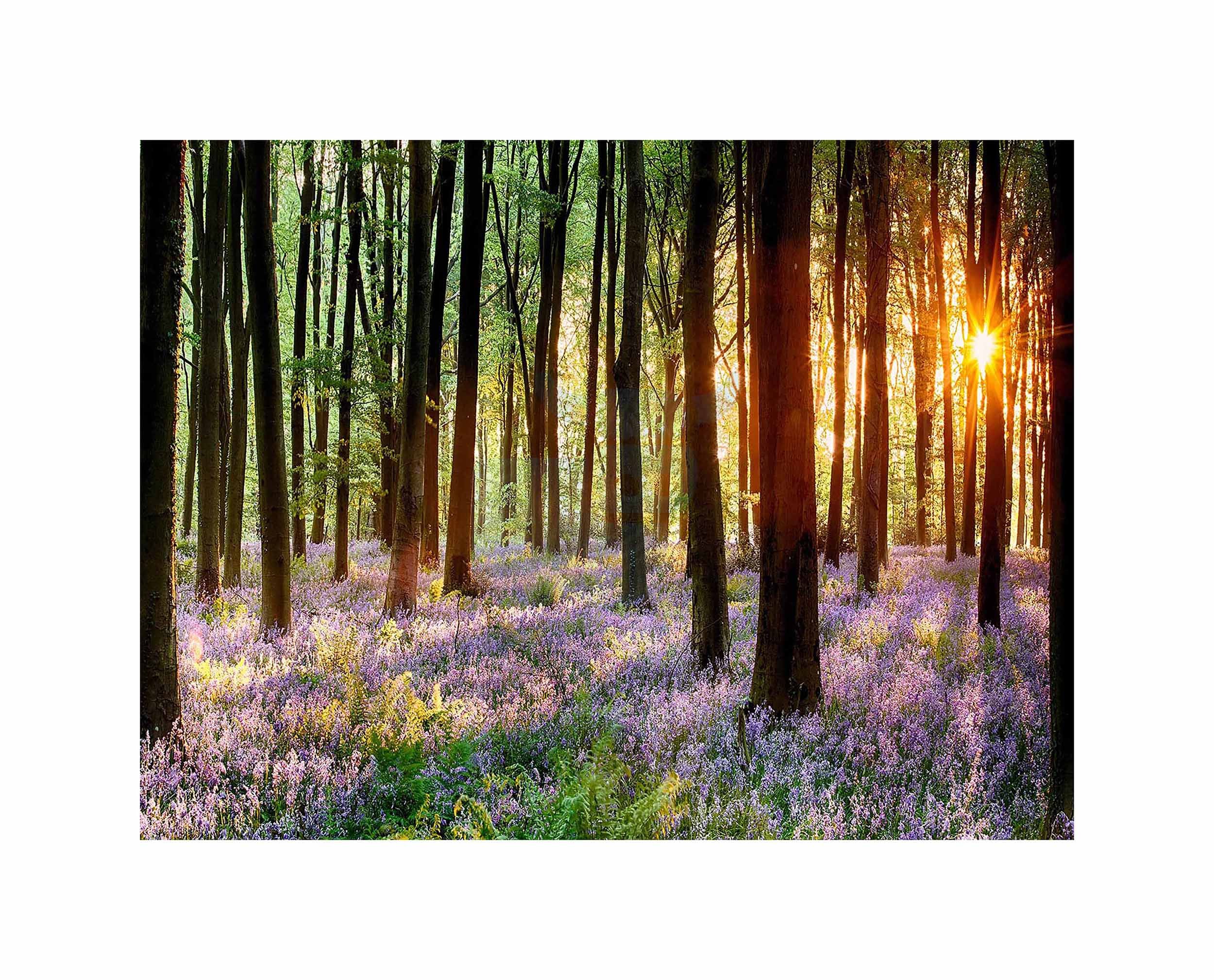 Wee Blue Coo Bluebell Wood Sunrise Trees Photo Art Picture Canvas Print