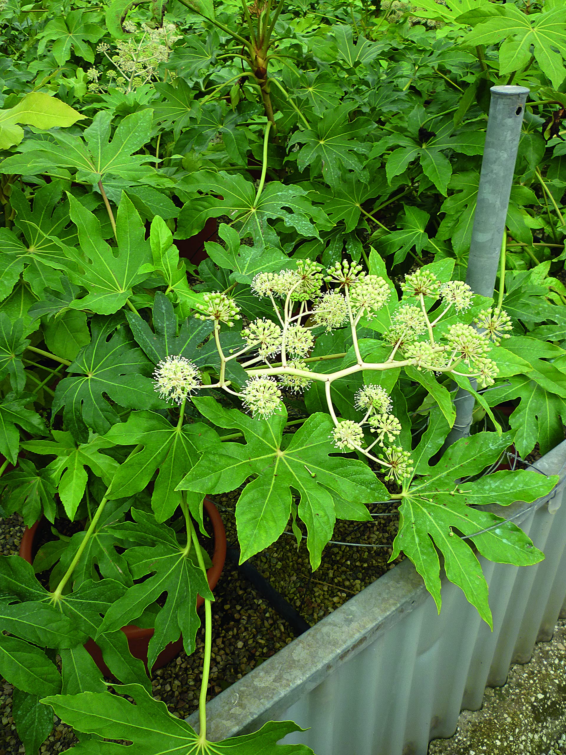 Giapponese Aralia Care : Commento Cultiver La Fatsia Japonica - Il Giardino Commestible - Foto 12