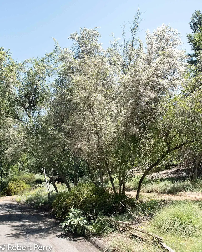 Mountain Mahogany Bush Seeds (10-Pack)