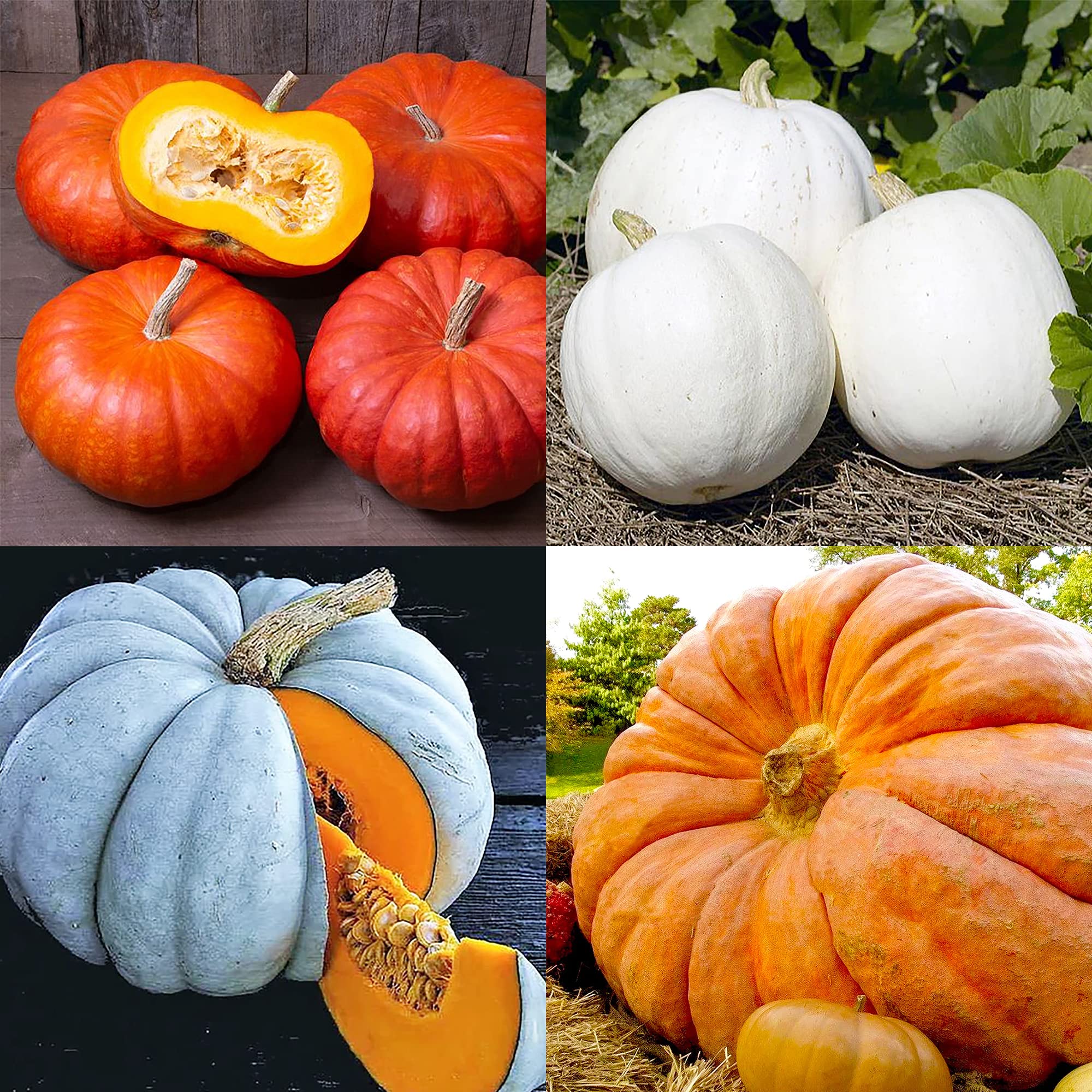 QAUZUY GARDEN 80 Premium Pumpkins Seeds for Planting, Non-GMO Heirloom Vegetables Seeds to Plant Home Garden Outdoor, Open Pollinated Winter Squash & Easy to Grow