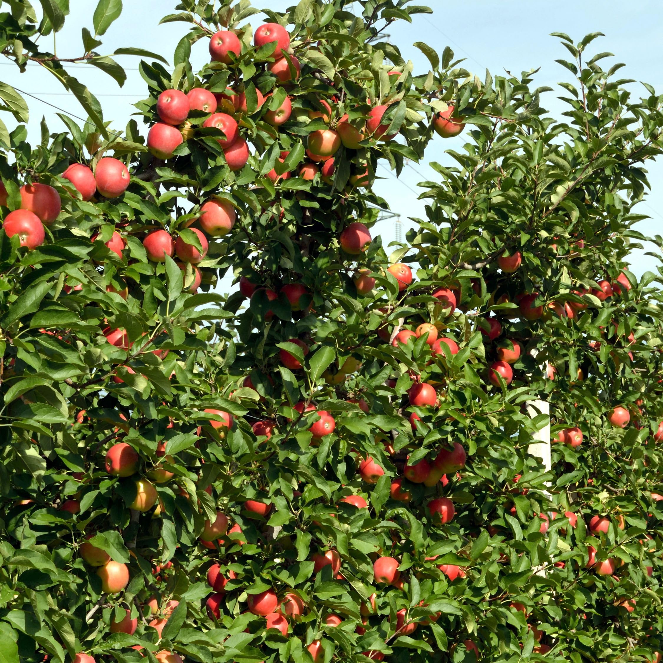 Plant in a Box - Pommiers - lot de 3 types - Malus 'Braeburn', 'Golden Delicious', 'Malus Gala' - arbres fruitiers - Pot 9cm - hauteur 60-70cm