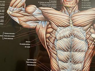 Poster Bodybuilding anatomie (0000) : Frédéric Delavier: Amazon.fr: Livres