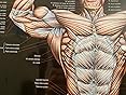 Poster Bodybuilding anatomie (0000) : Frédéric Delavier: Amazon.fr: Livres