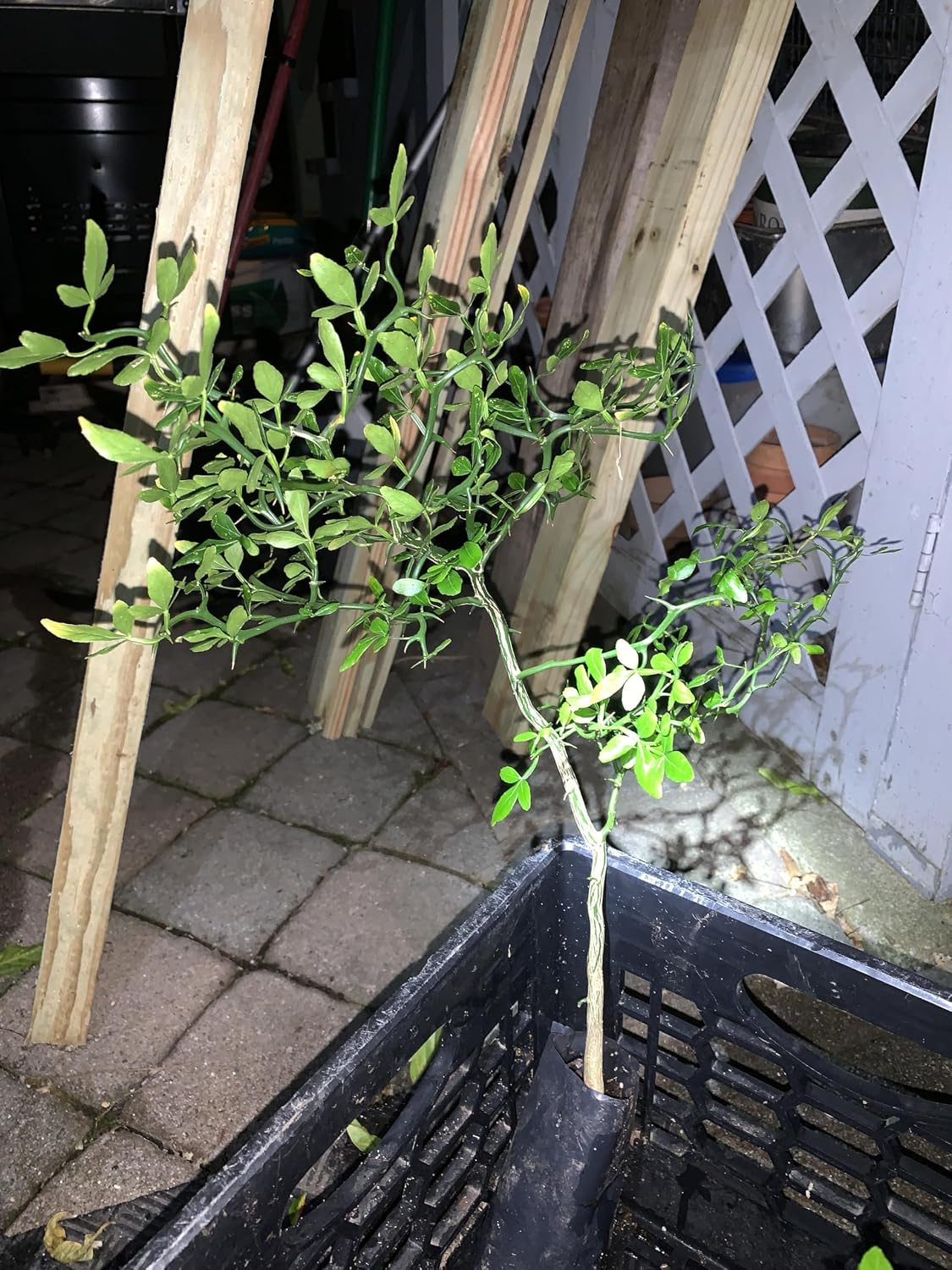 18-24" Tall Flying Dragon Plant 3 Years Old Trifoliate Orange (Poncirus trifoliata) bareroot