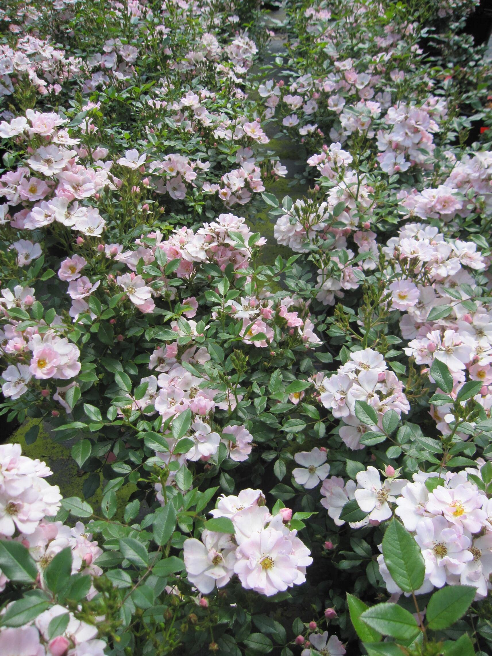 Rosa Sternenhimmel ® - Zwergrose Sternenhimmel ® - Kordes Rose - ADR Rose