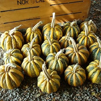 Mountain Valley Seed Co American Tondo Winter Squash Seeds 1 Oz 175 Seeds