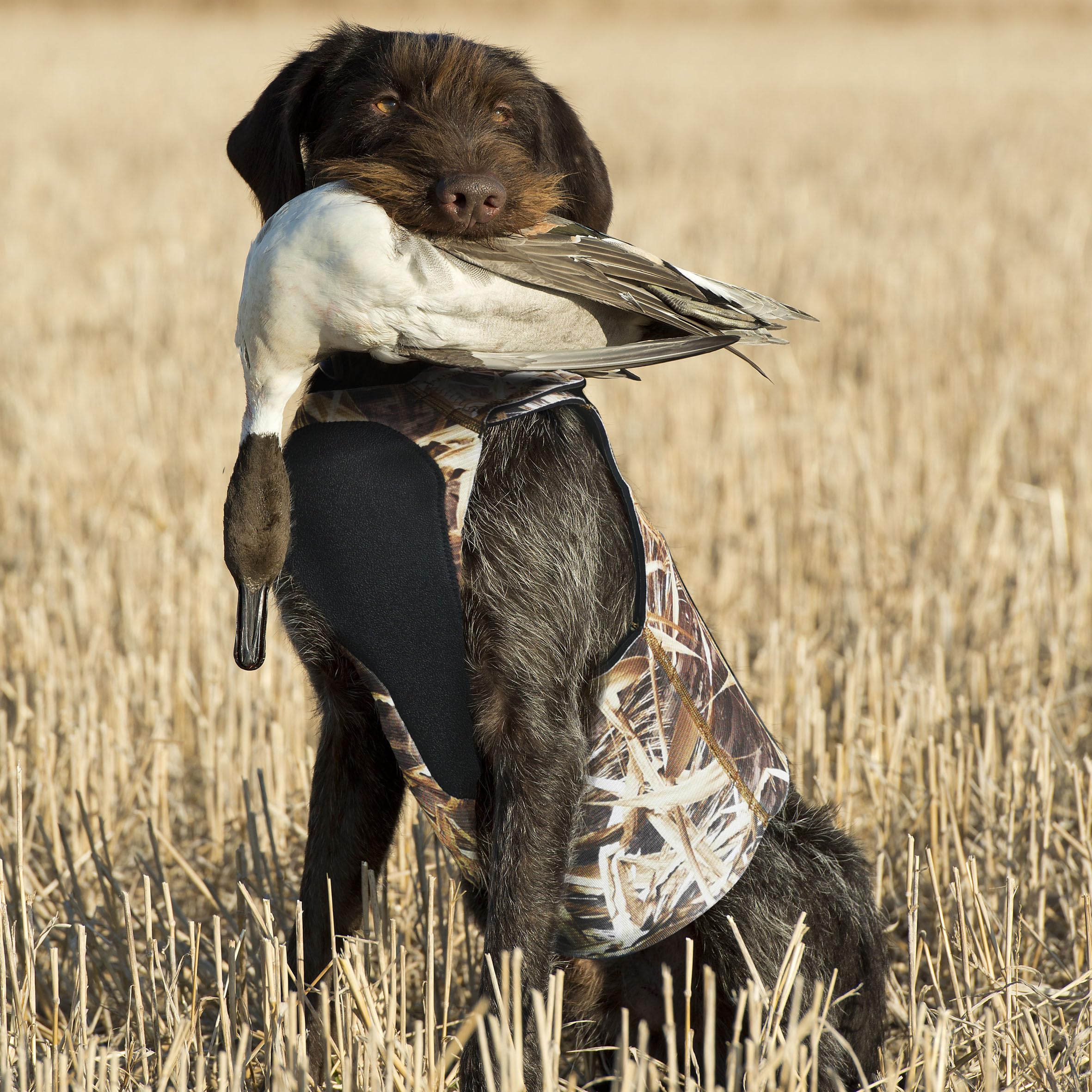 Auscamotek Neopren Hundeweste für Entenjagd - Isolierte Camouflage-Weste für Wasservögel Retriever - XXL Größe