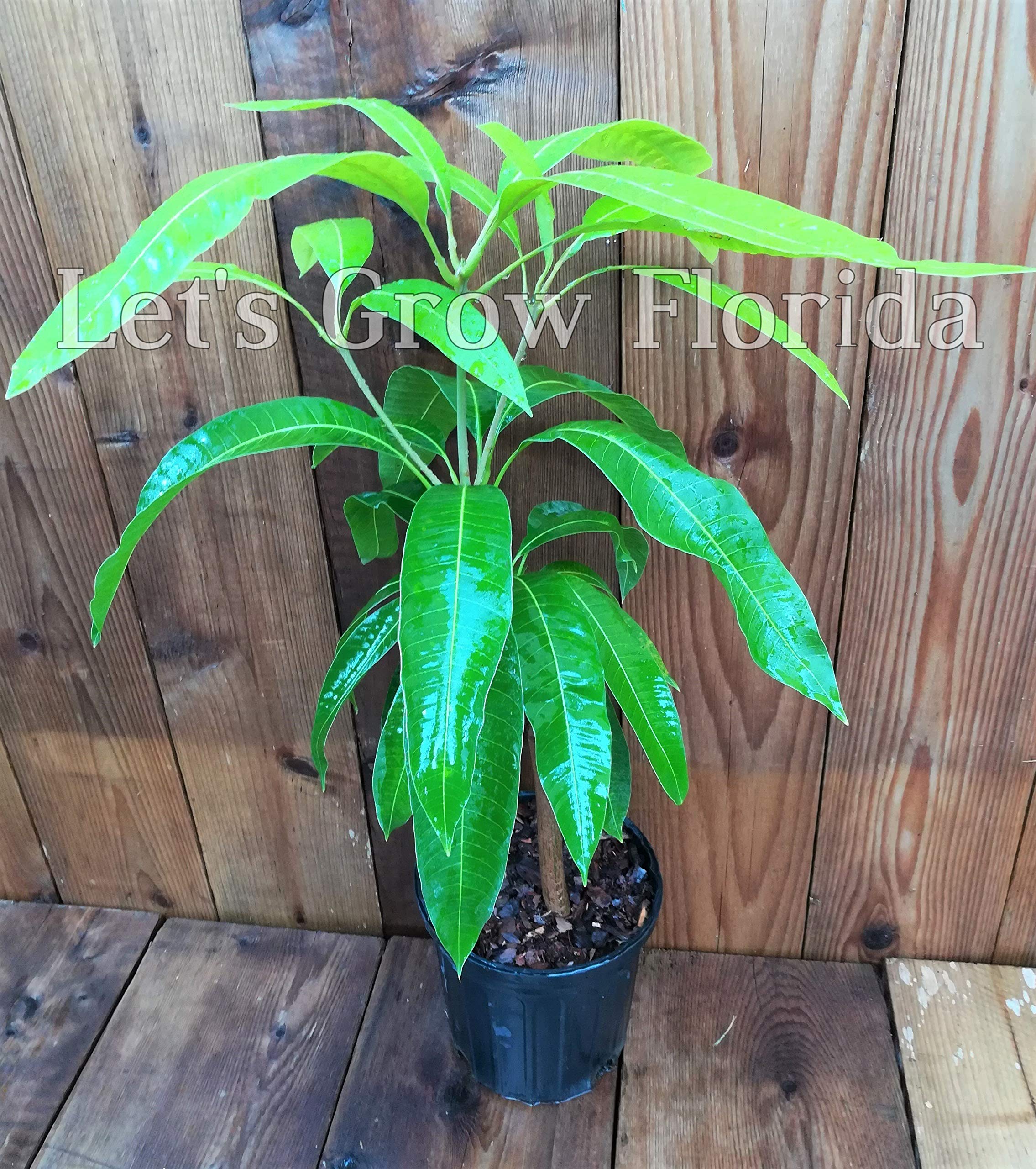 Turpentine Mango Tree, Rootstock