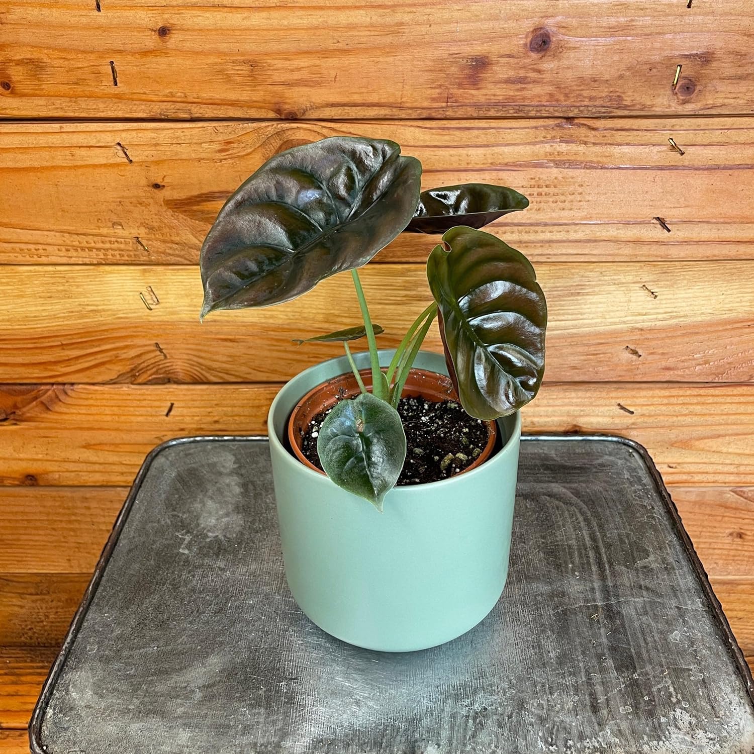 Alocasia Cuprea Red Secret, 4" Plant