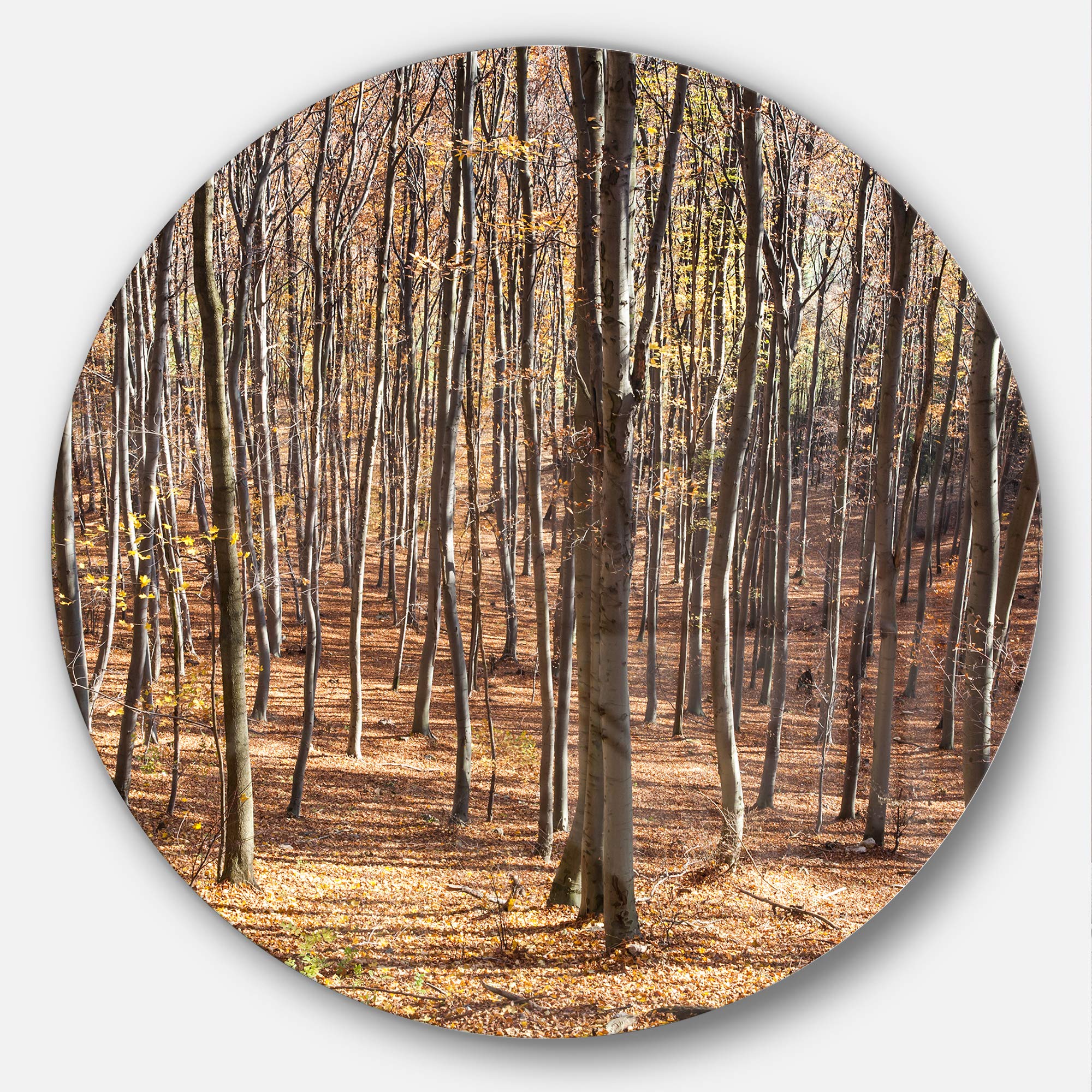 Designart Thick Carpathian Deciduous Forest Large Metal Wall Art-Disc of 23, 23X23-Disc of 23 inch, Brown
