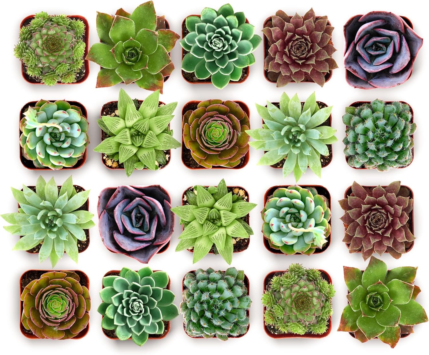 Shop Succulents Endless Summer Succulent Pack Collection - Live Mini Succulent Plants, Low Maintenance, Colors & Textures - Wedding and Party Favors, Gift & Garden, Pack of 20