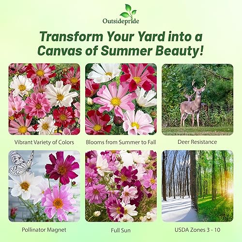 Miniatura 2 de Outsidepride 500 semillas anuales Cosmos Bipannatus Sea Shells Cut Flower Seed Mix para plantar