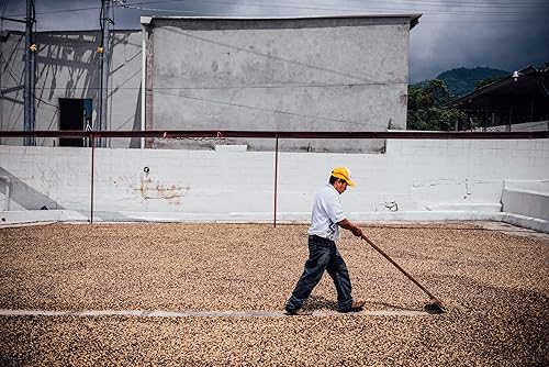 Miniatura 7 de Café tostado italiano orgánico medio oscuro, grano entero Camila de 12 onzas