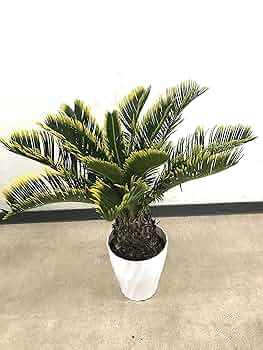 蘇鉄 盆栽 楽天市場】ソテツ 盆栽の通販