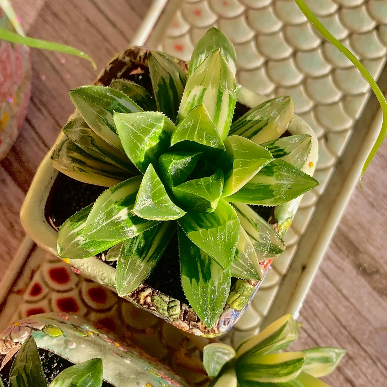 Haworthia heidelbergensis Succulent Kit - with Plastic Pot, 2" Live Plant, Compressed Soil & Guide, for Garden Indoor Office Desk (1, Haworthia heidelbergensis)