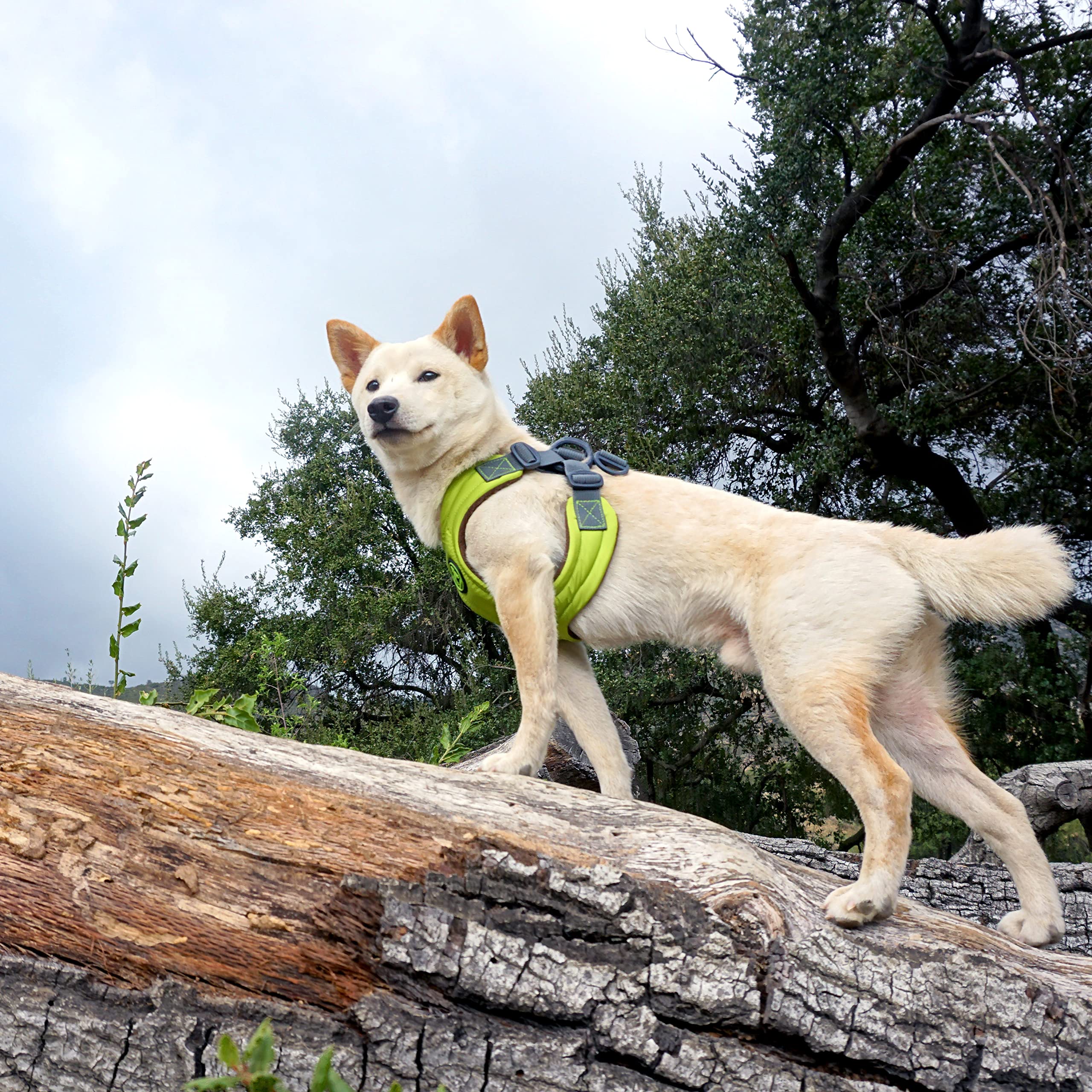 Gooby Escape Free Hundegeschirr aus Memory-Schaum, kein Ziehen, 4-Punkt-Verstellung, für kleine bis mittelgroße Hunde, Blau, Größe S