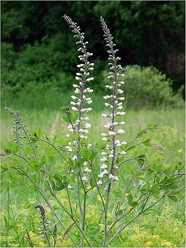 Índigo salvaje blanco (Baptisia alba), paquete de semillas, verdadera semilla nativa
