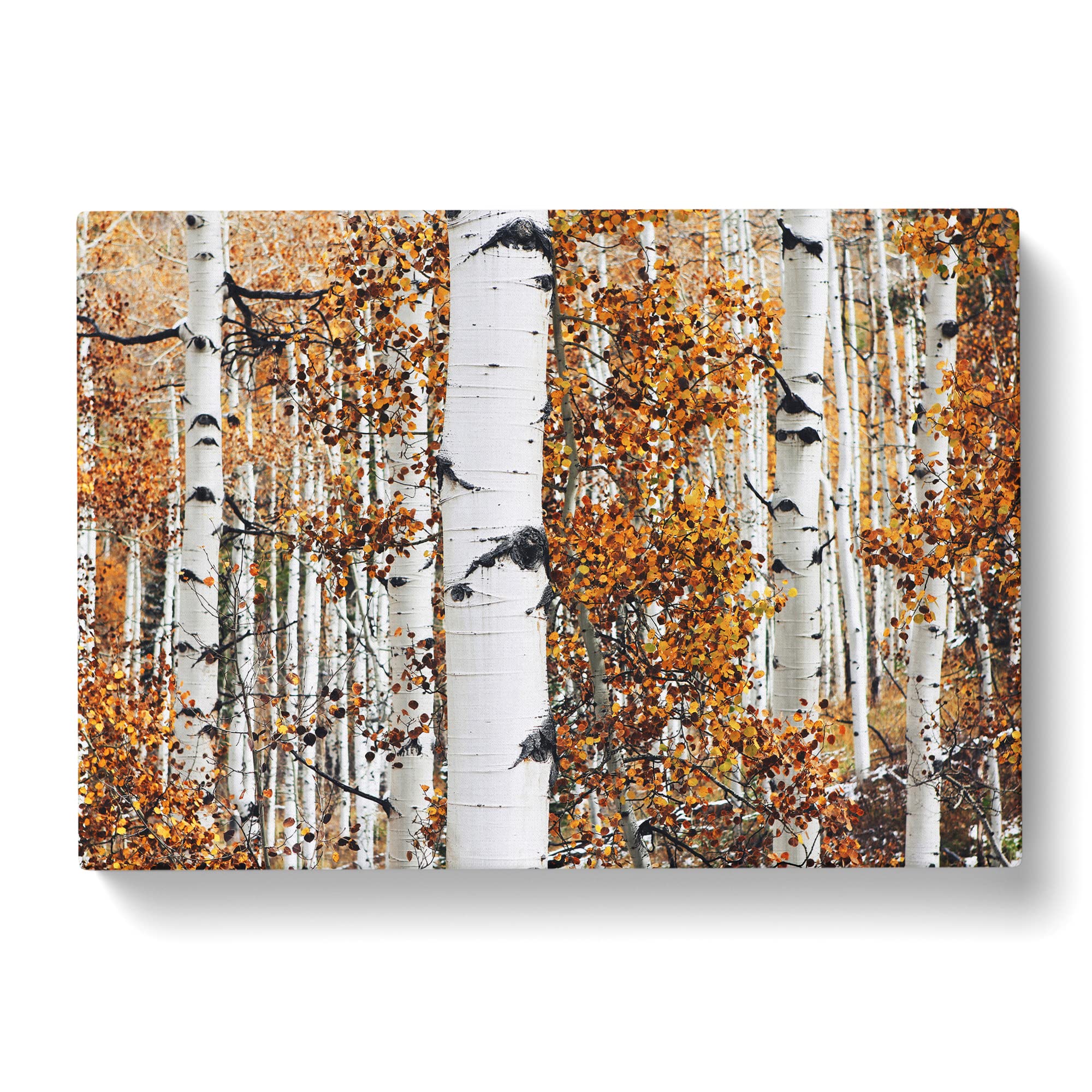 Autumn Landscape Aspen Forest Wood Canvas Print, Mixed, 25L x 50W cm - Image 2