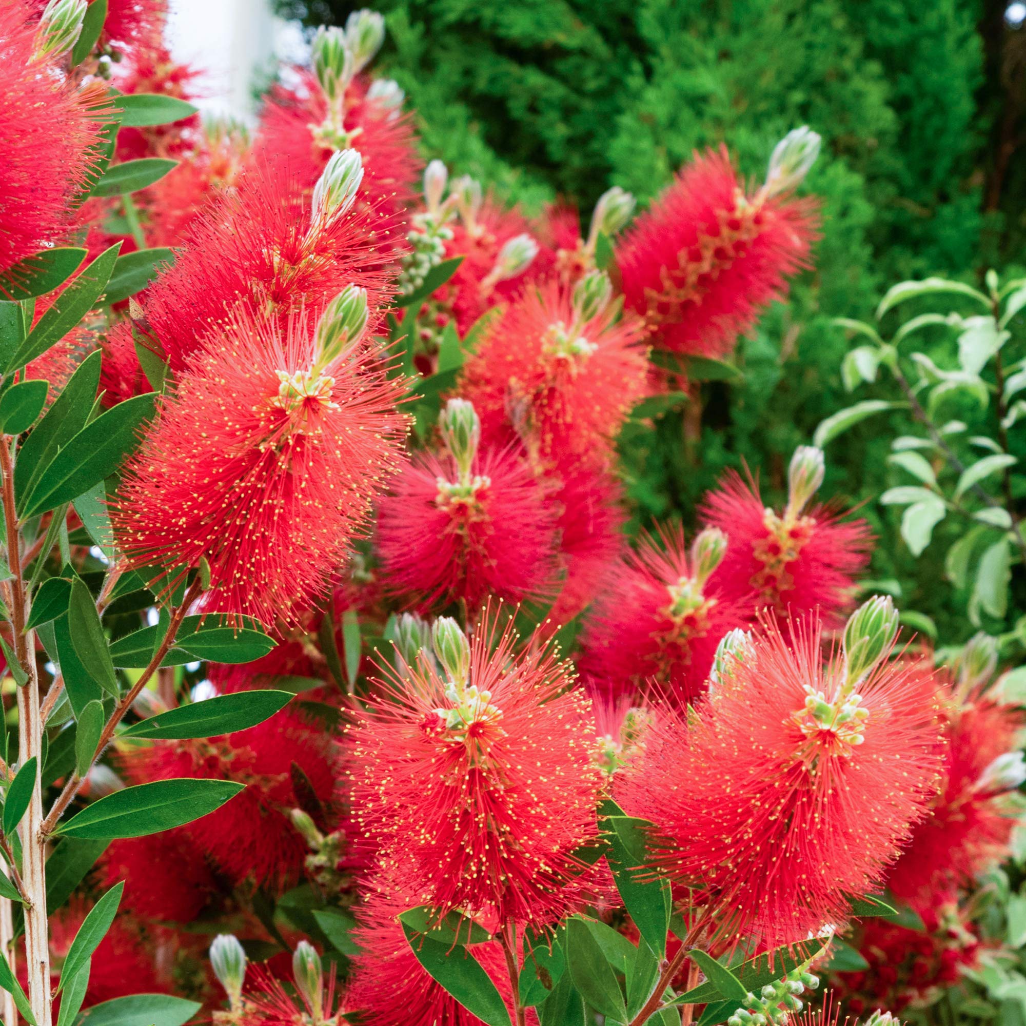 GardenersDream Callistemon Citrinus β Crimson Bottlebrush - Evergreen Hardy Garden Plant - Outdoor Garden Ready Flowering Shrub β Bee-friendly Plant for Gardens, Borders, and Patios (9cm pot, 15-30cm)
