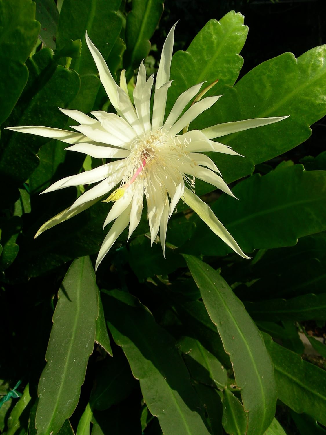 2 pcs White Orchid Cactus Epiphyllum Leaves Cutting, P9615